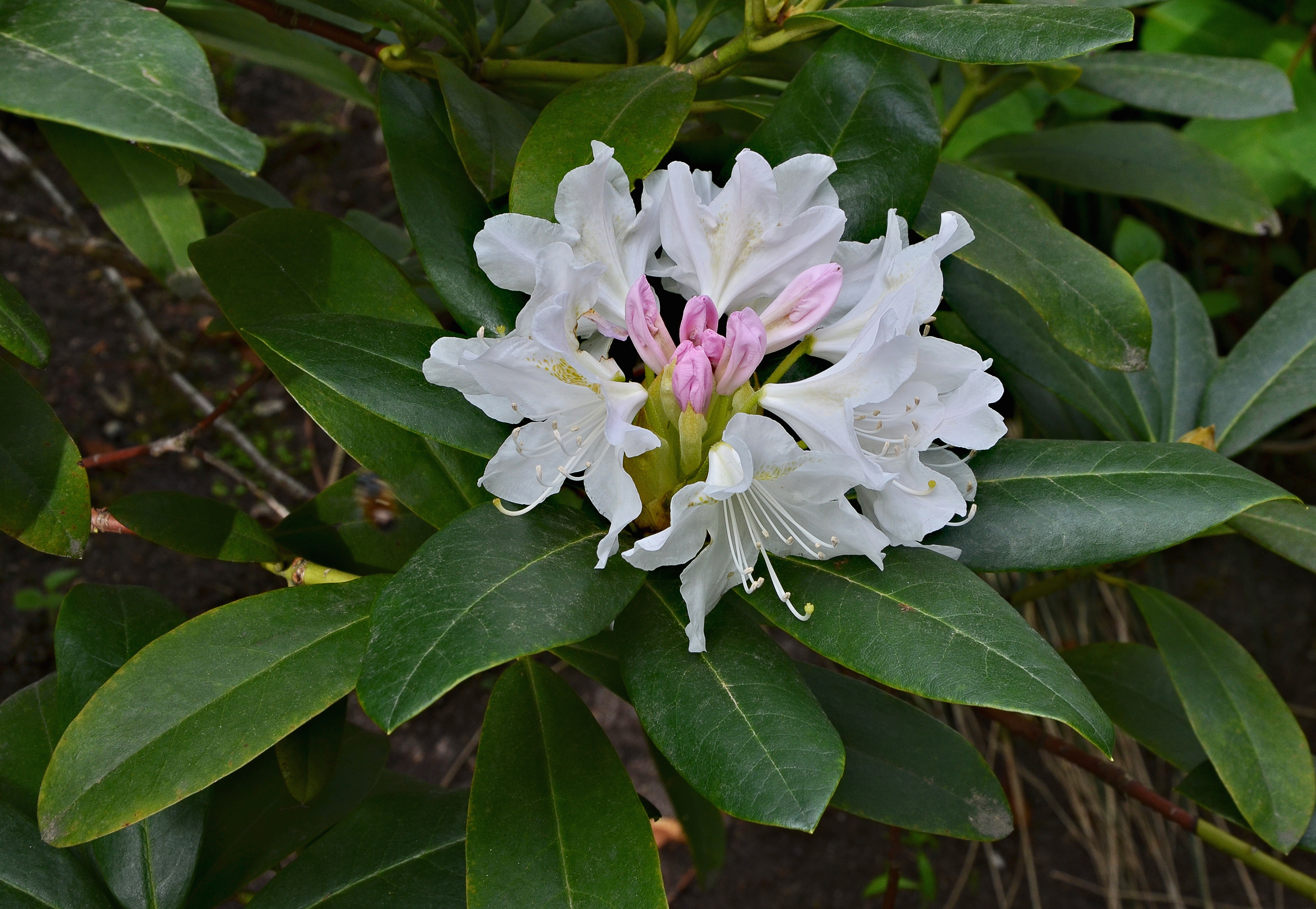 Rhododendron 1 FR 2014