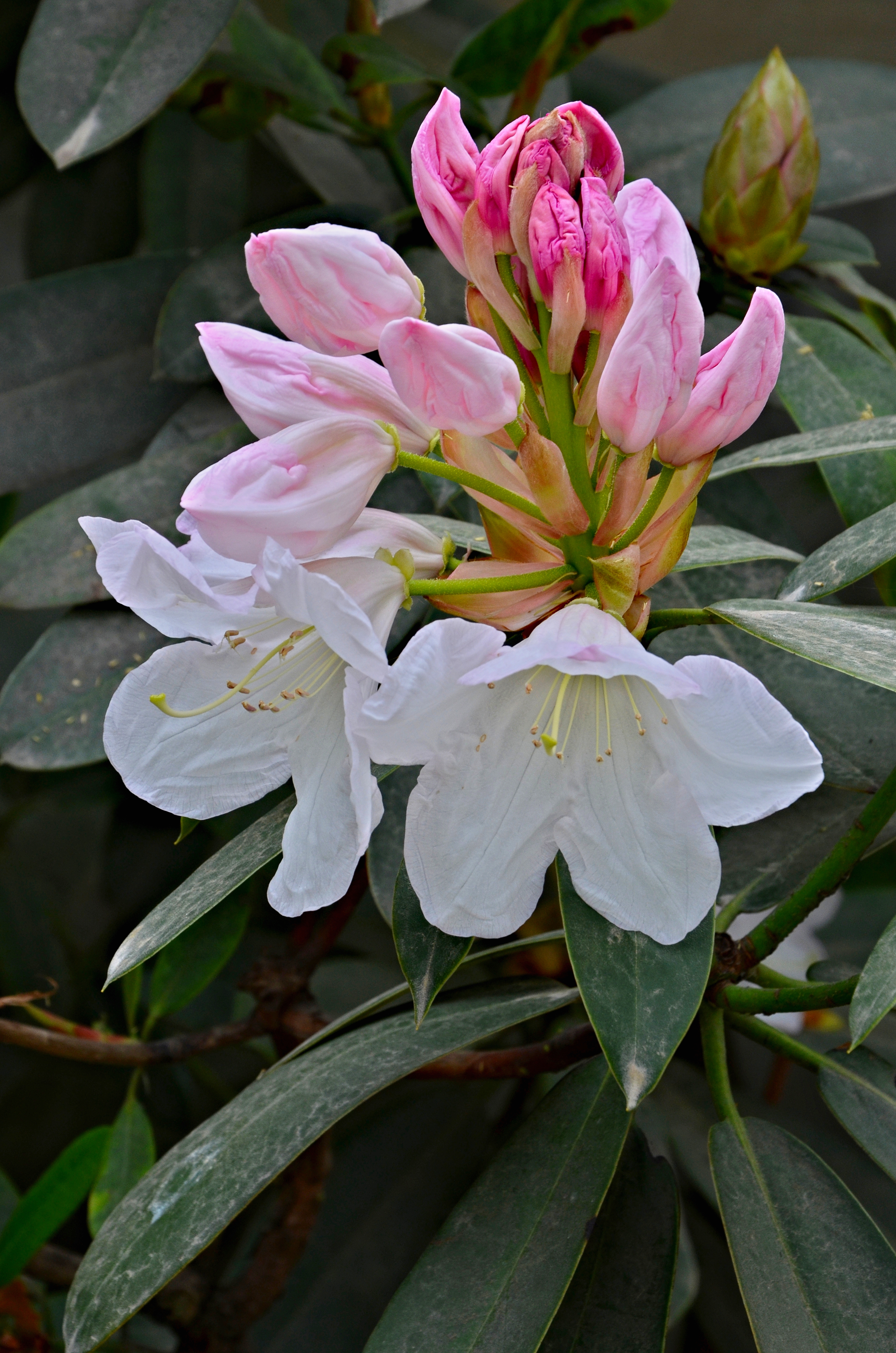 Rhododendron 2 FR 2014