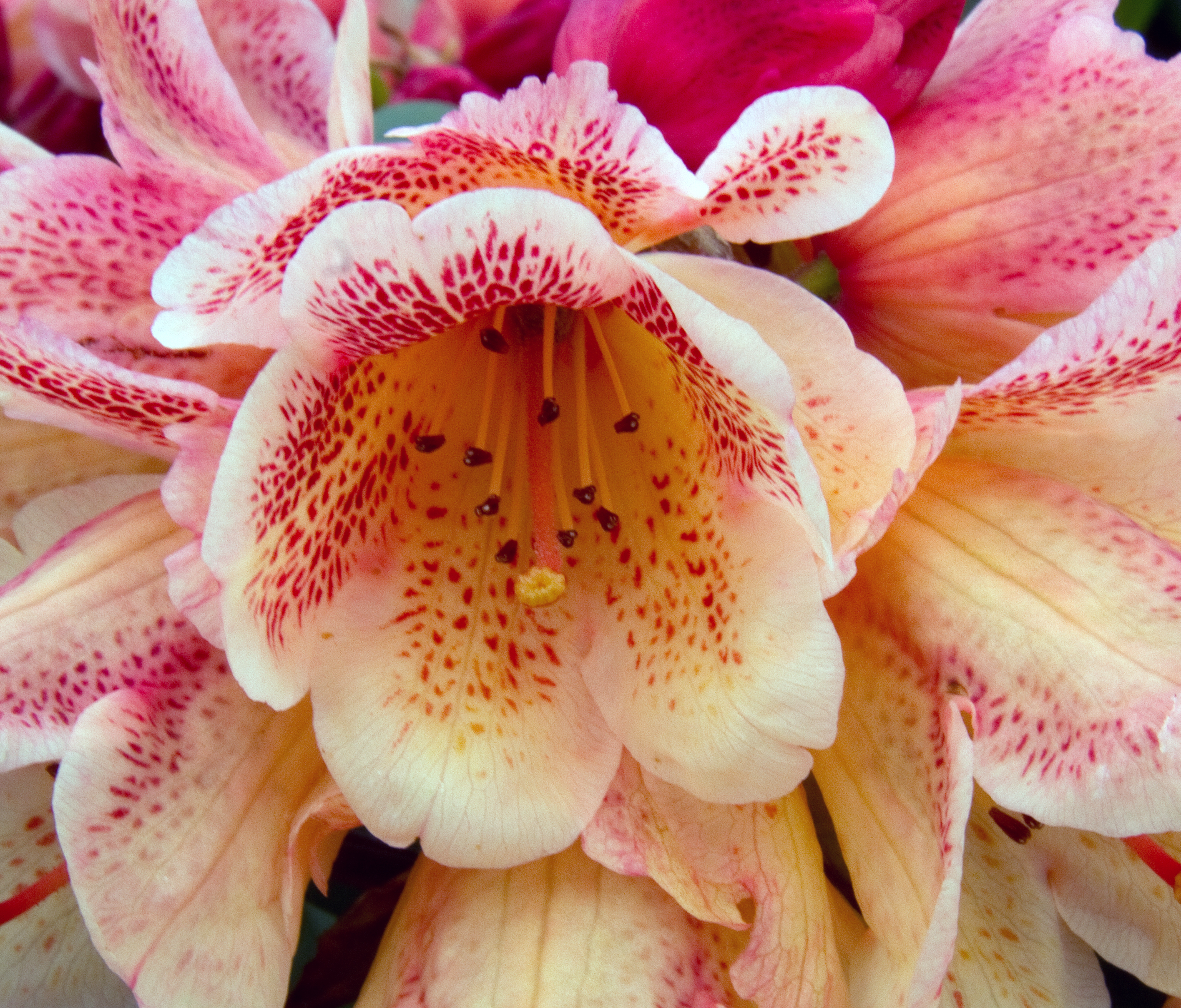 Rhododendron (8771186709)