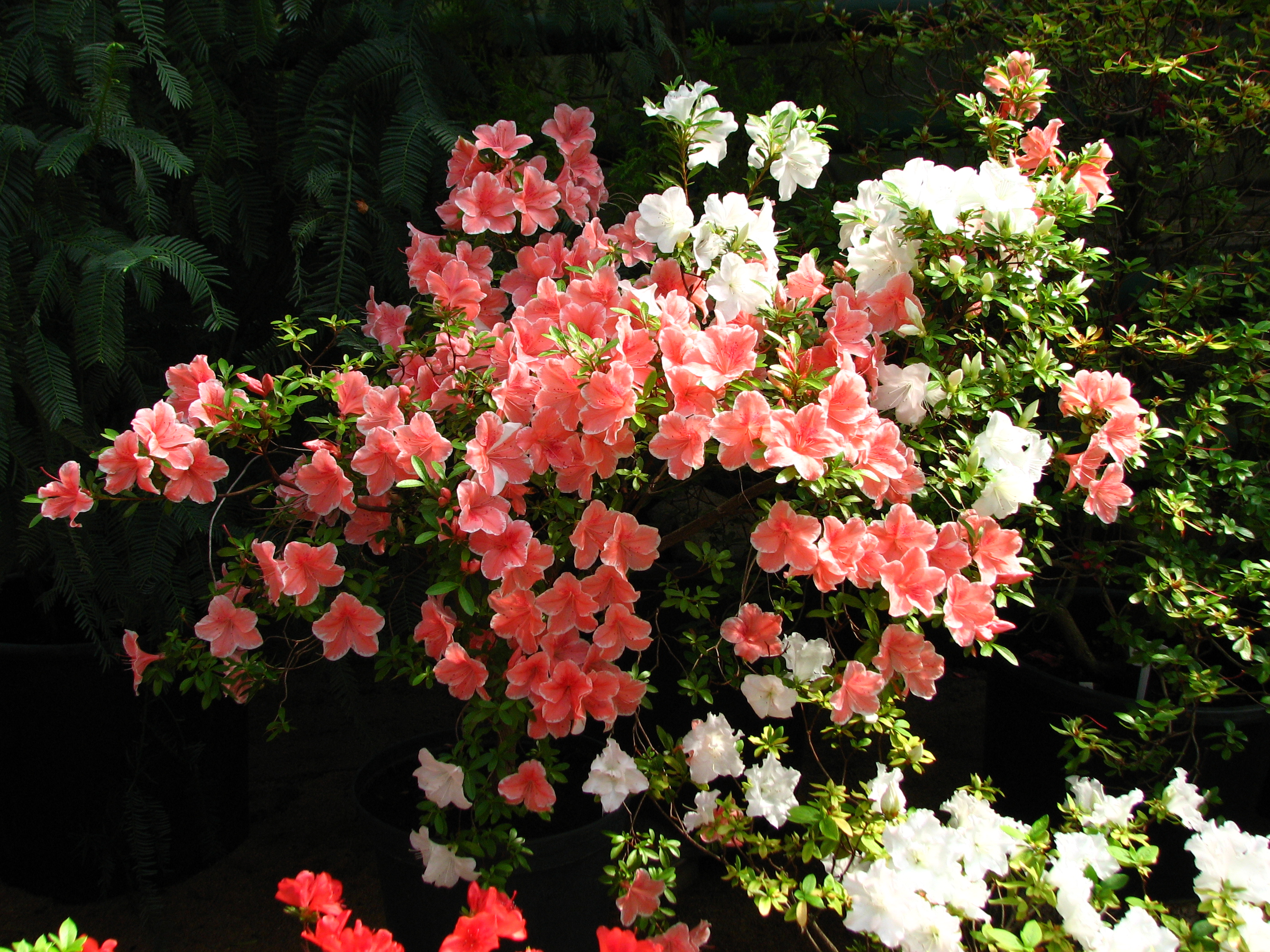 Rhododendron cv. 041