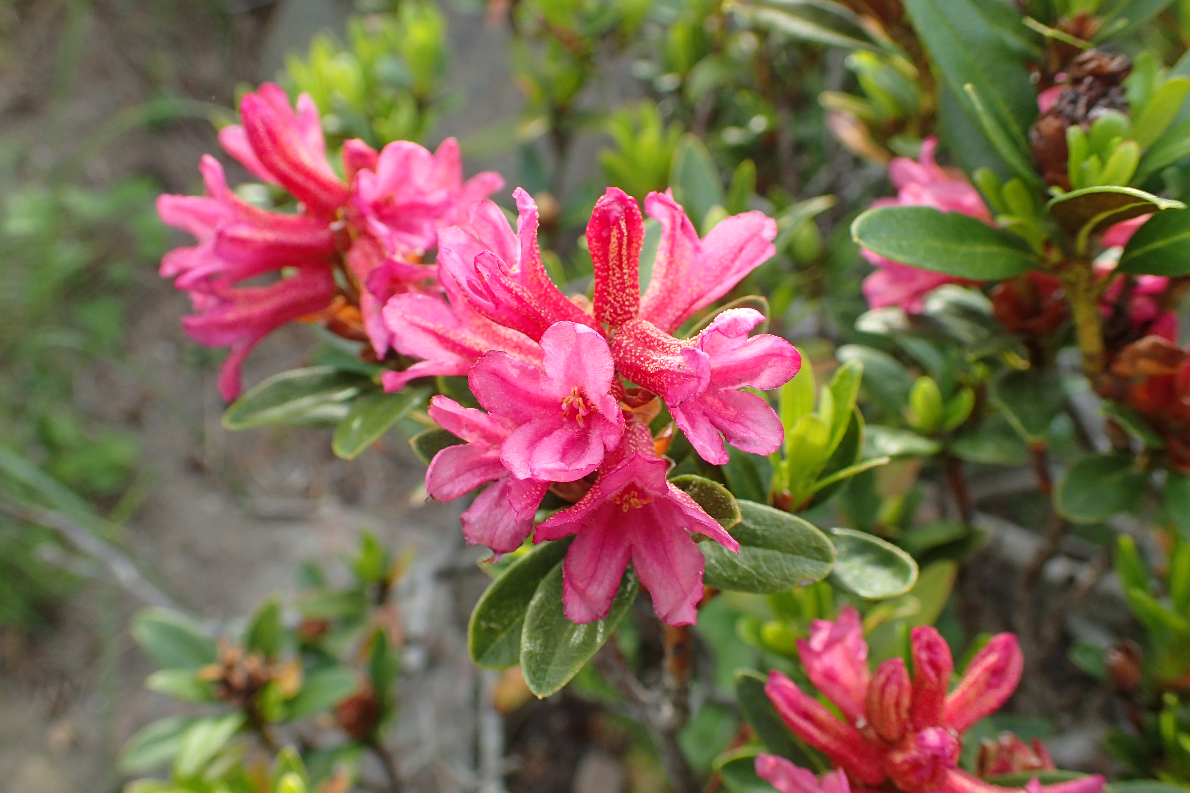 Rhododendron ferrugineum kz02