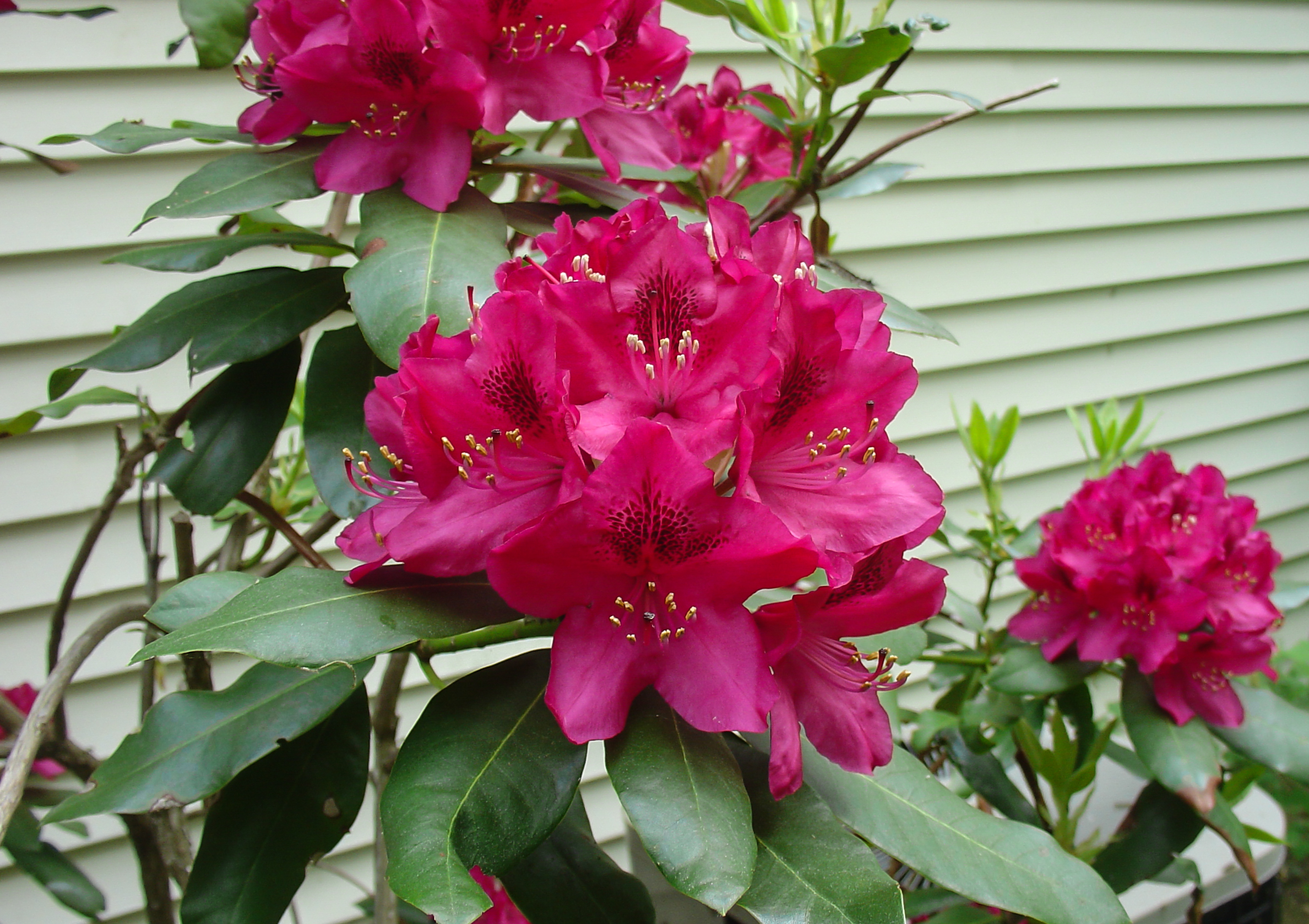 Rhododendron in Coventry, RI 2