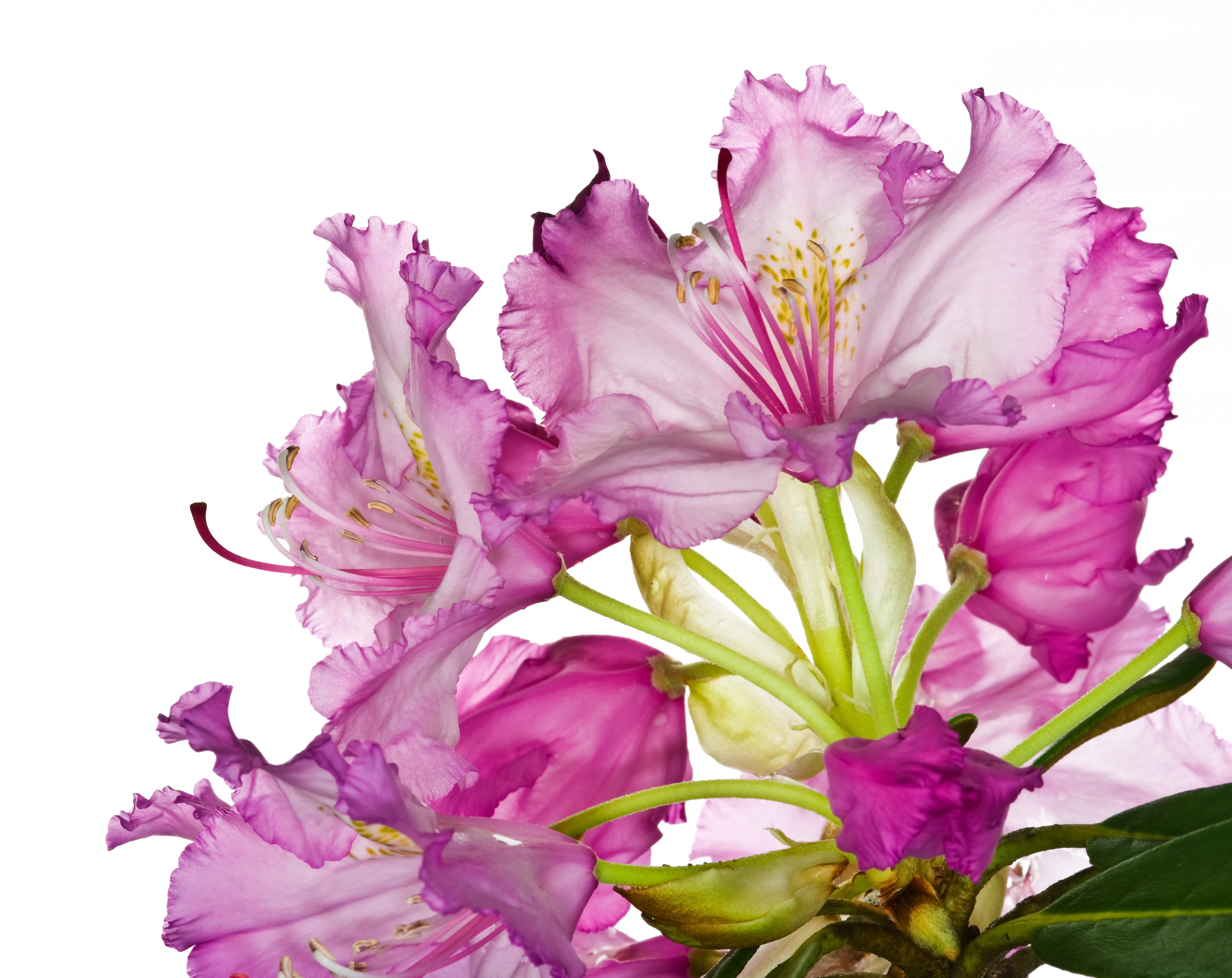 Rhododendron smirnowii blossom IMGP3243