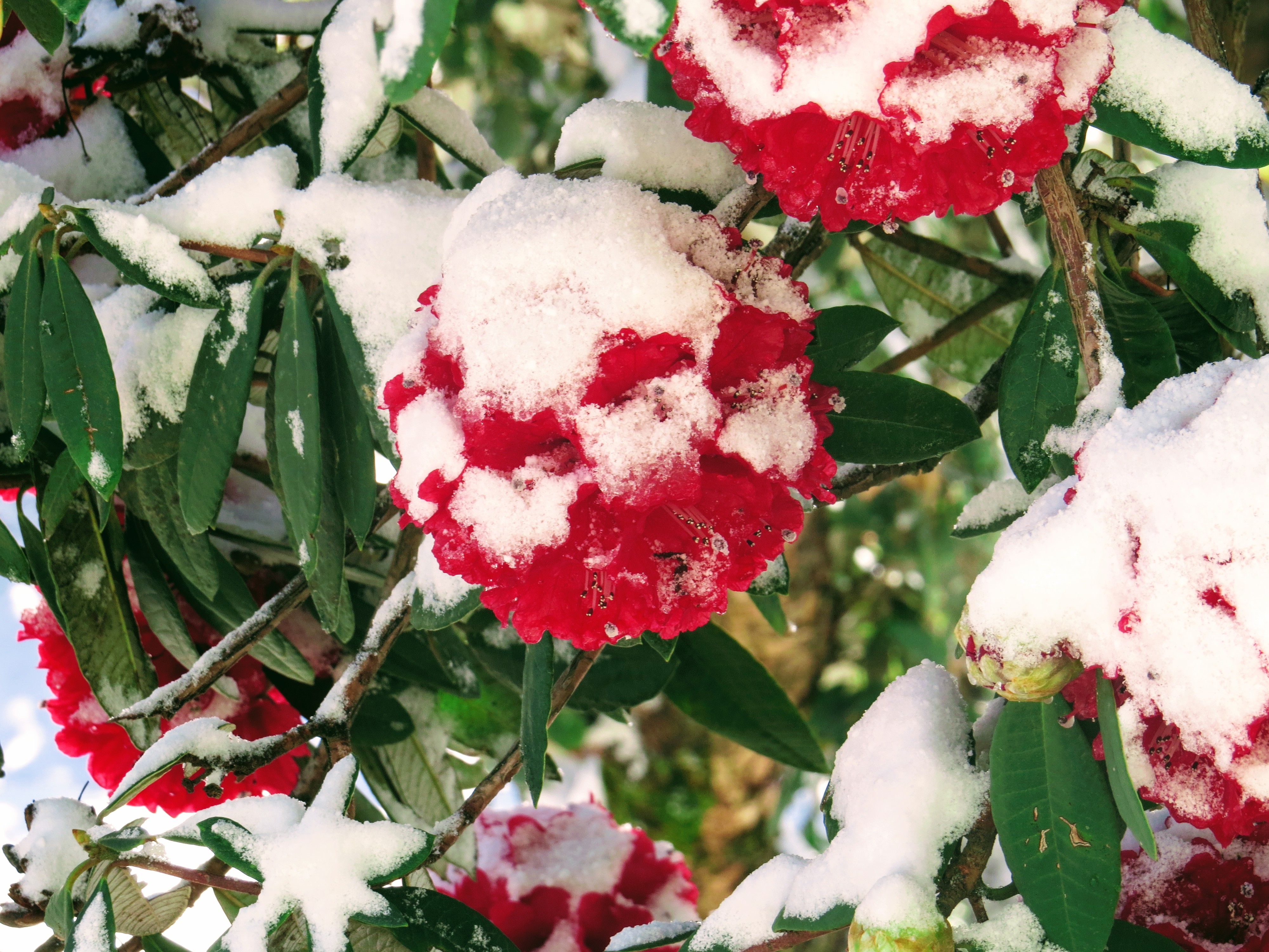 Rhododendrons611