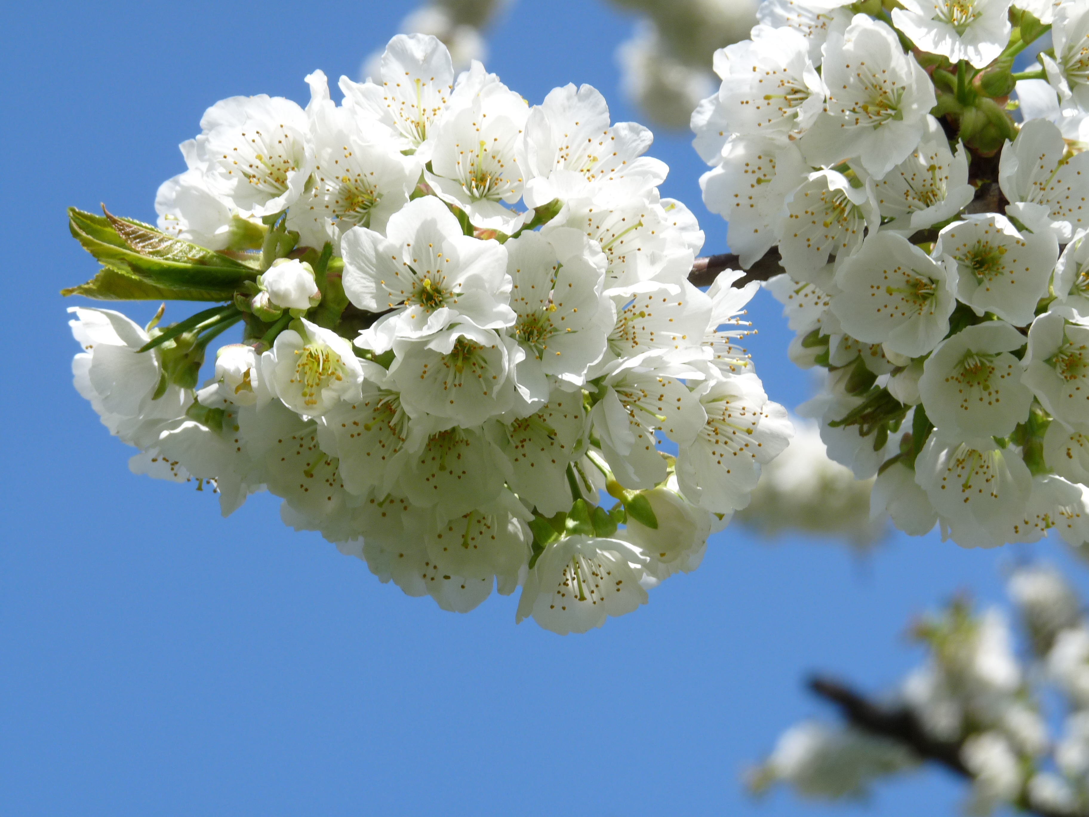 RO B Village museum prunus avium blossom