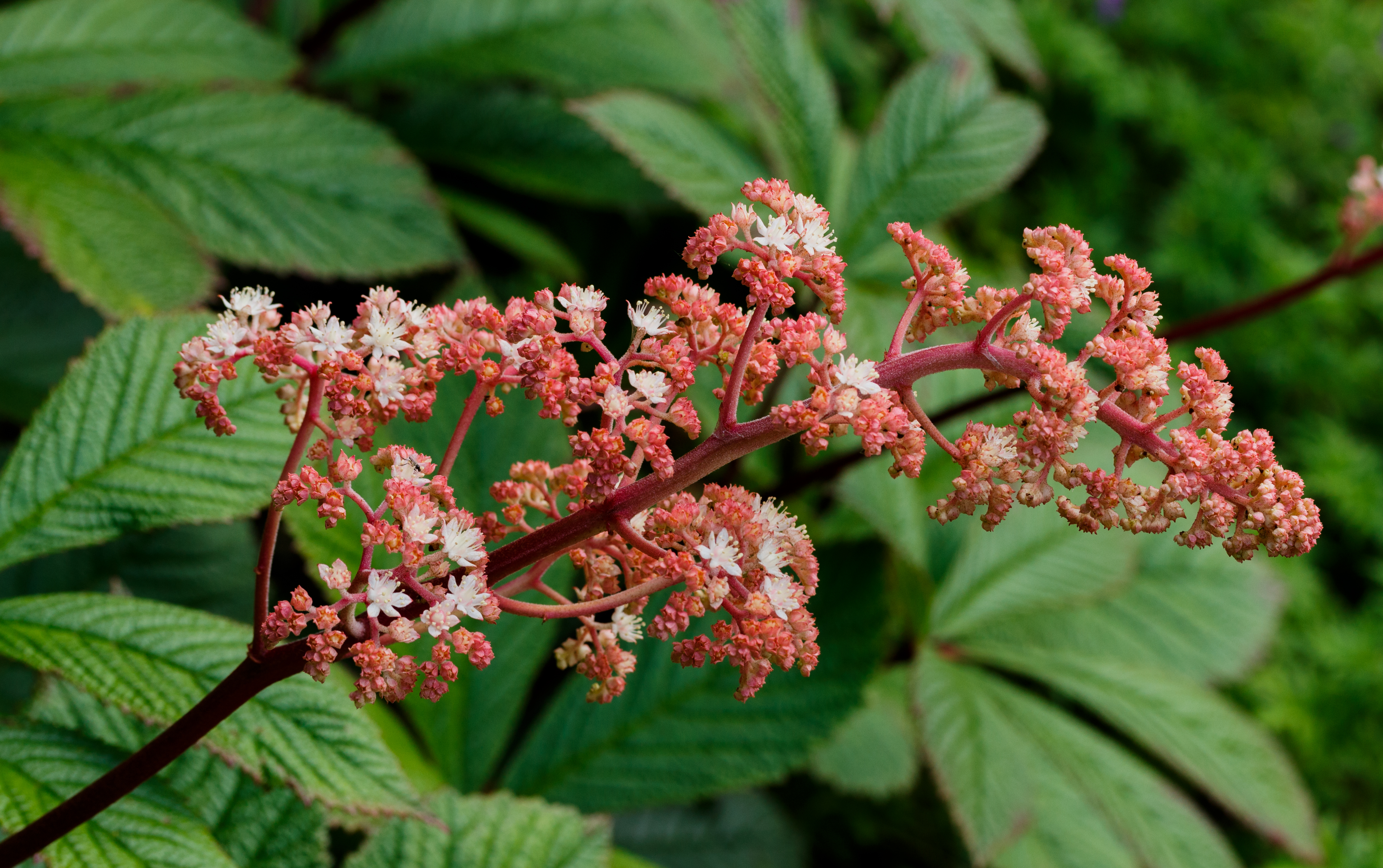 Rodgersia. Locatie, De Kruidhof Kruidentuin in Friesland