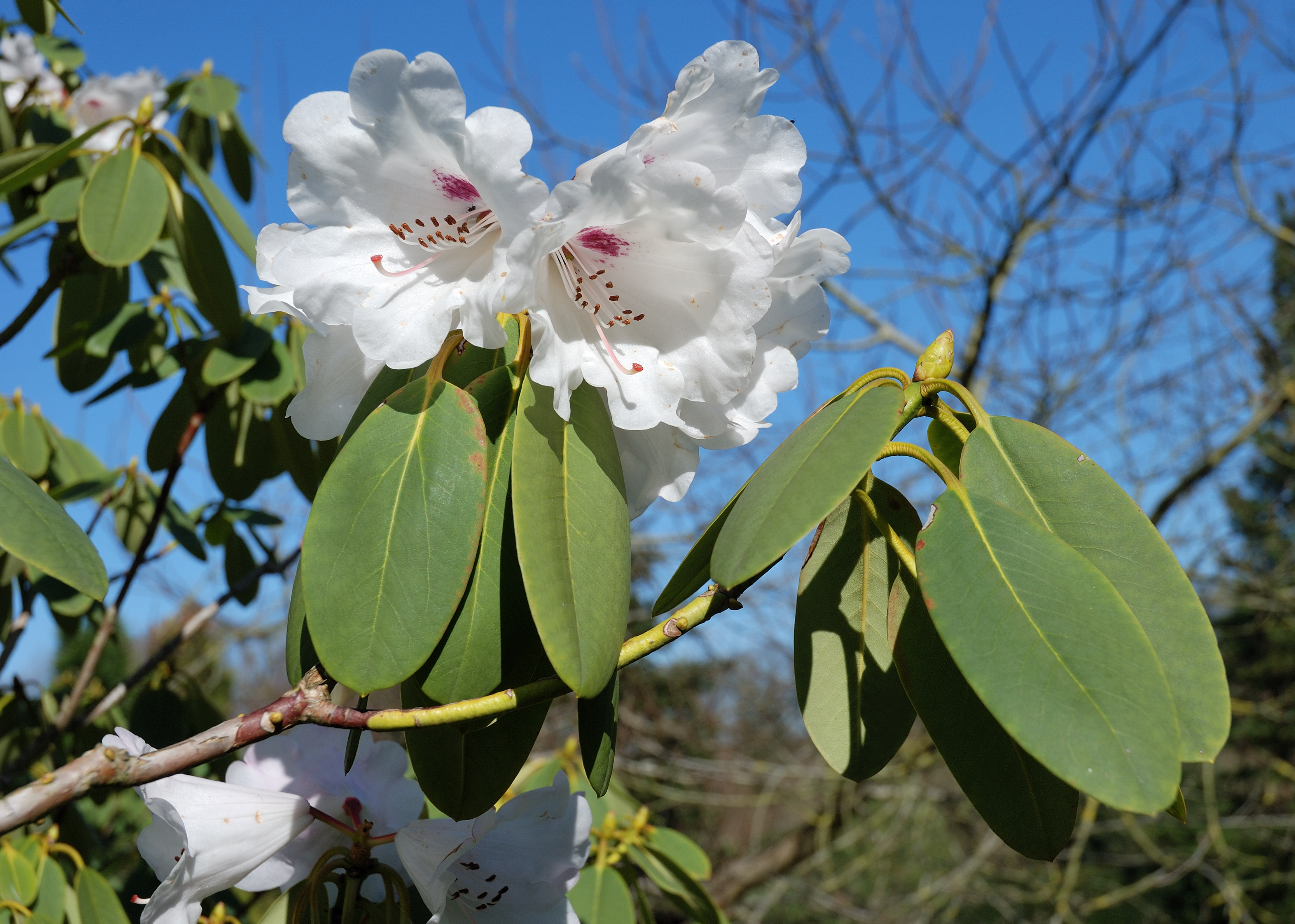 Rombergpark-100406-11978-Rhododendron