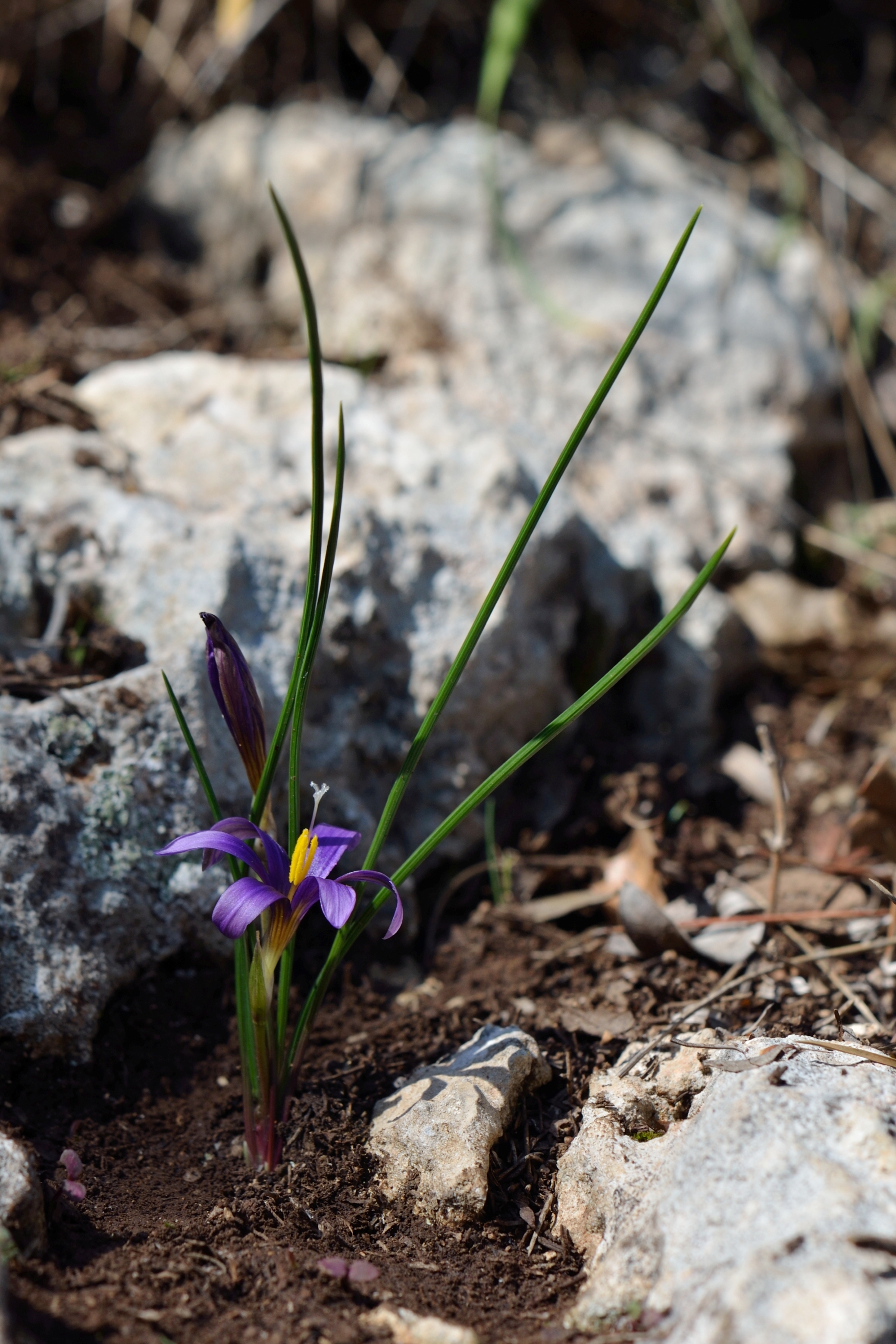 Romulea phoenicia 1