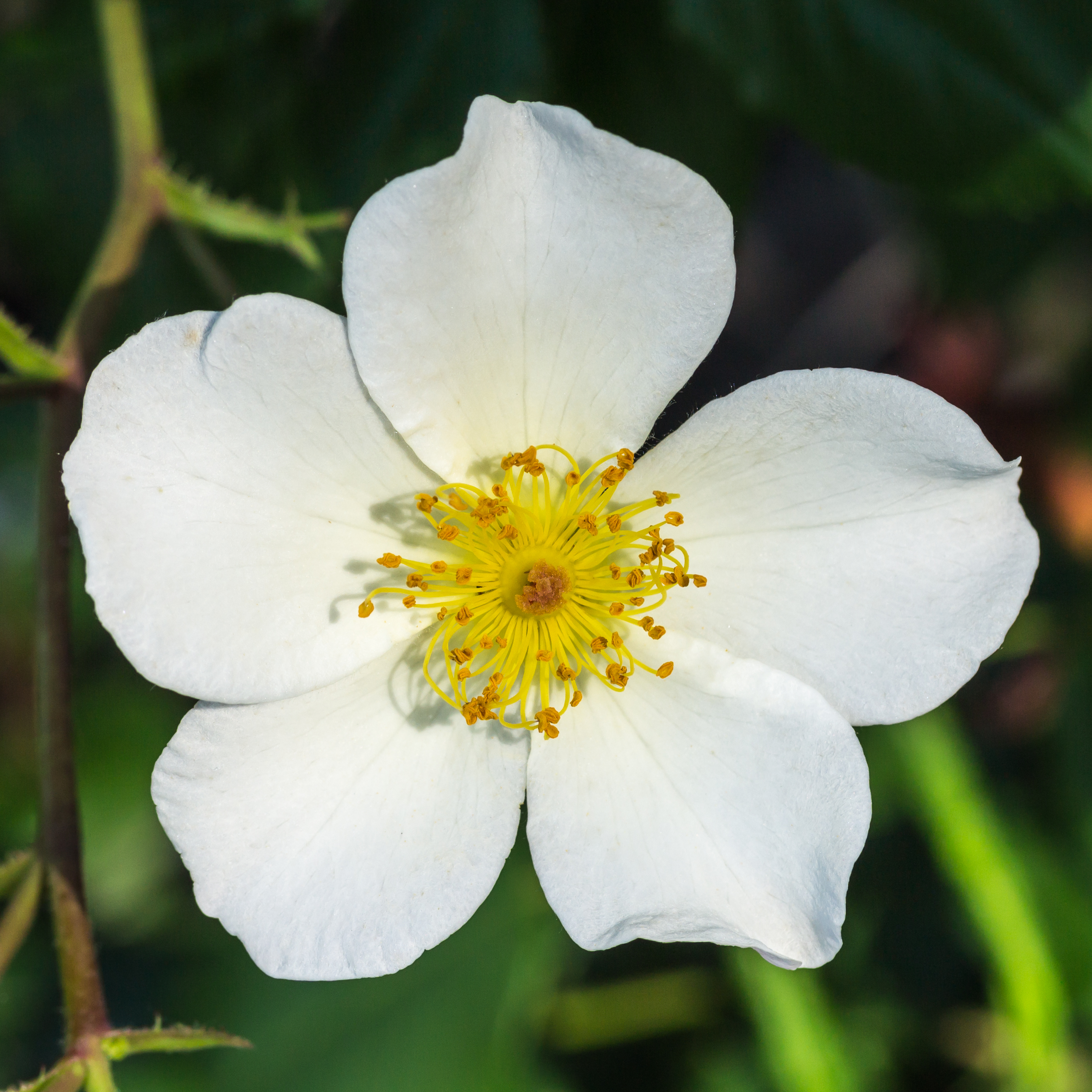 Rosa. Onbenaamde cultivar (actm) 03