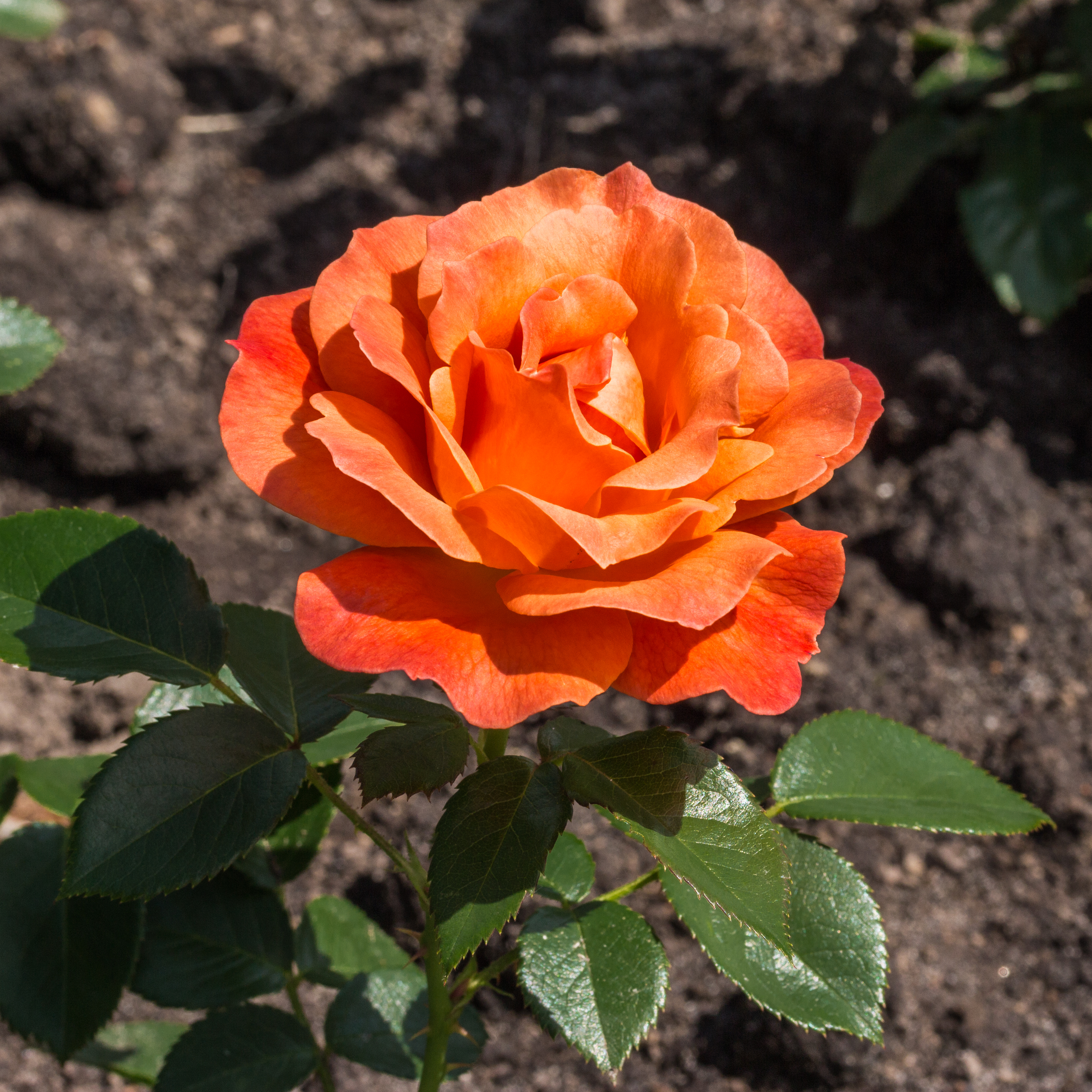 Rosa. Rode cultivar (actm) 01