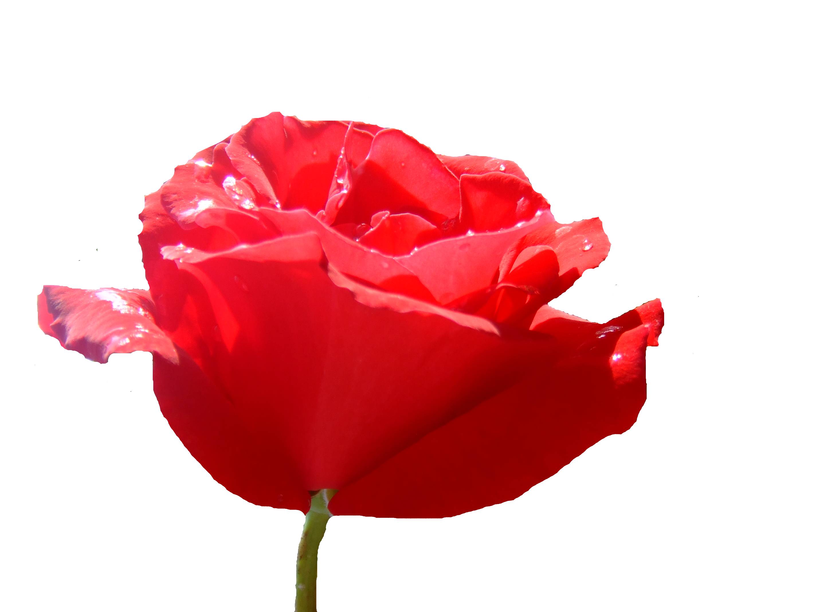 Rosa22