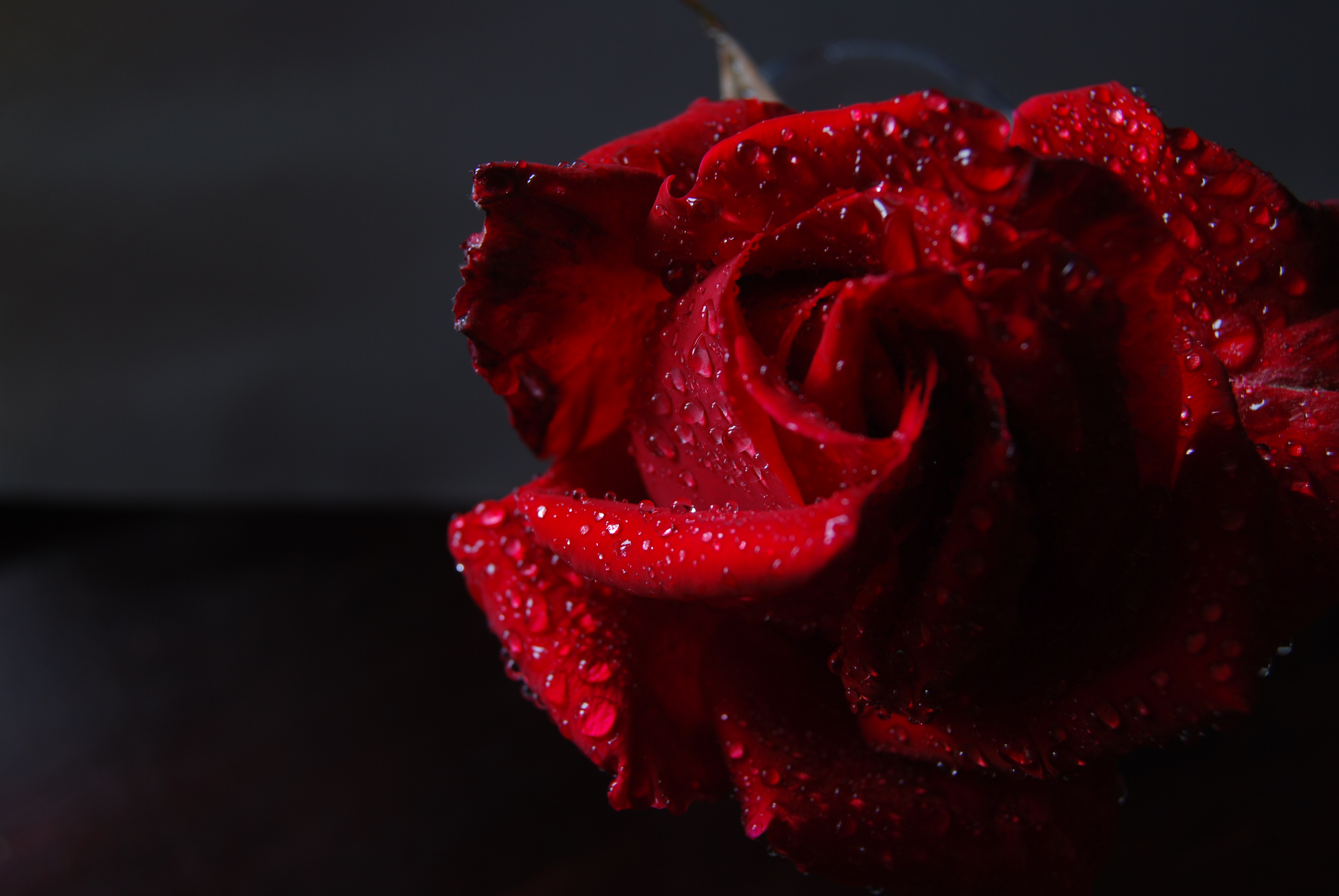 Rosa (3087390578)