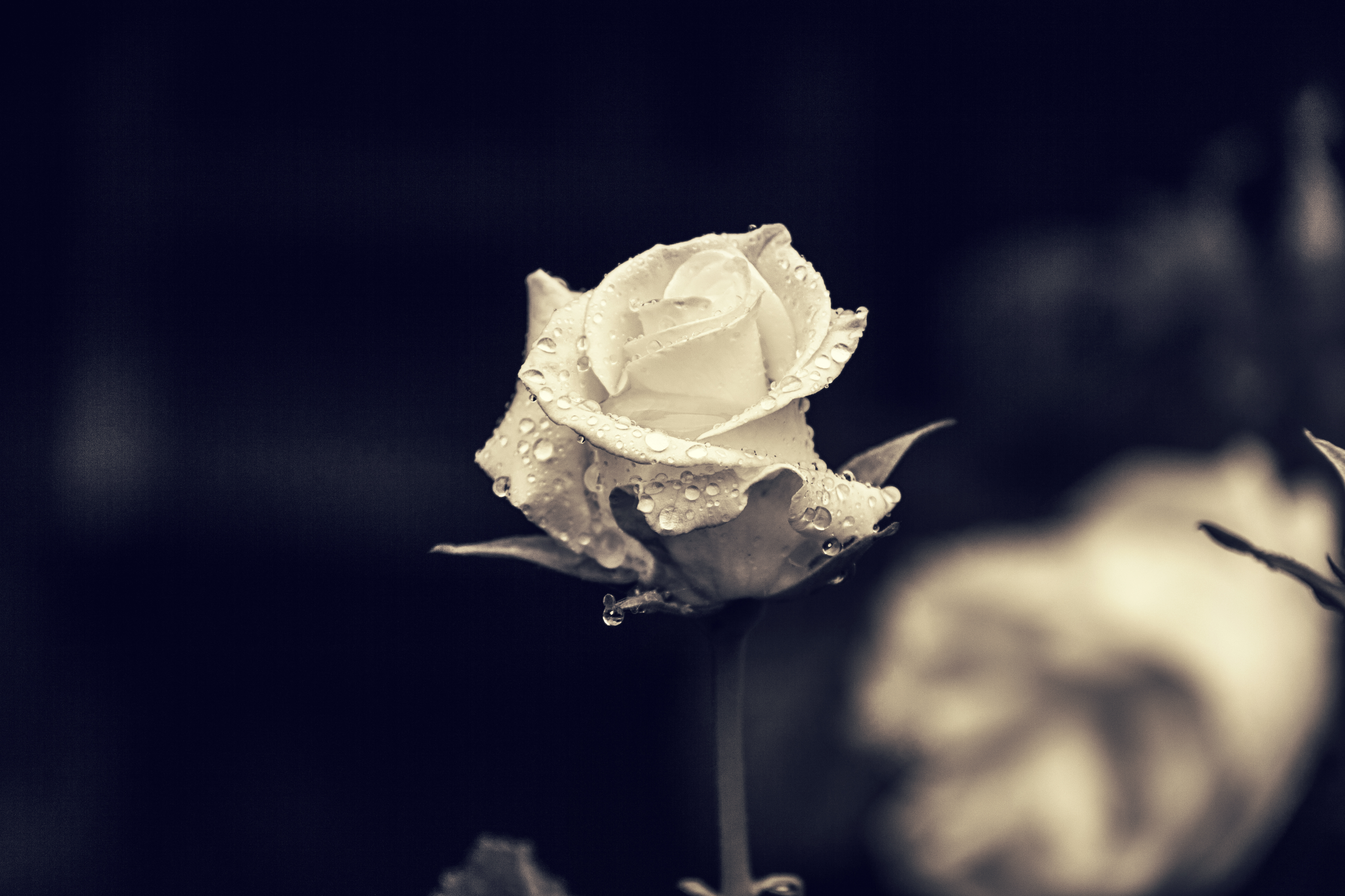 Rosa (9028647650)