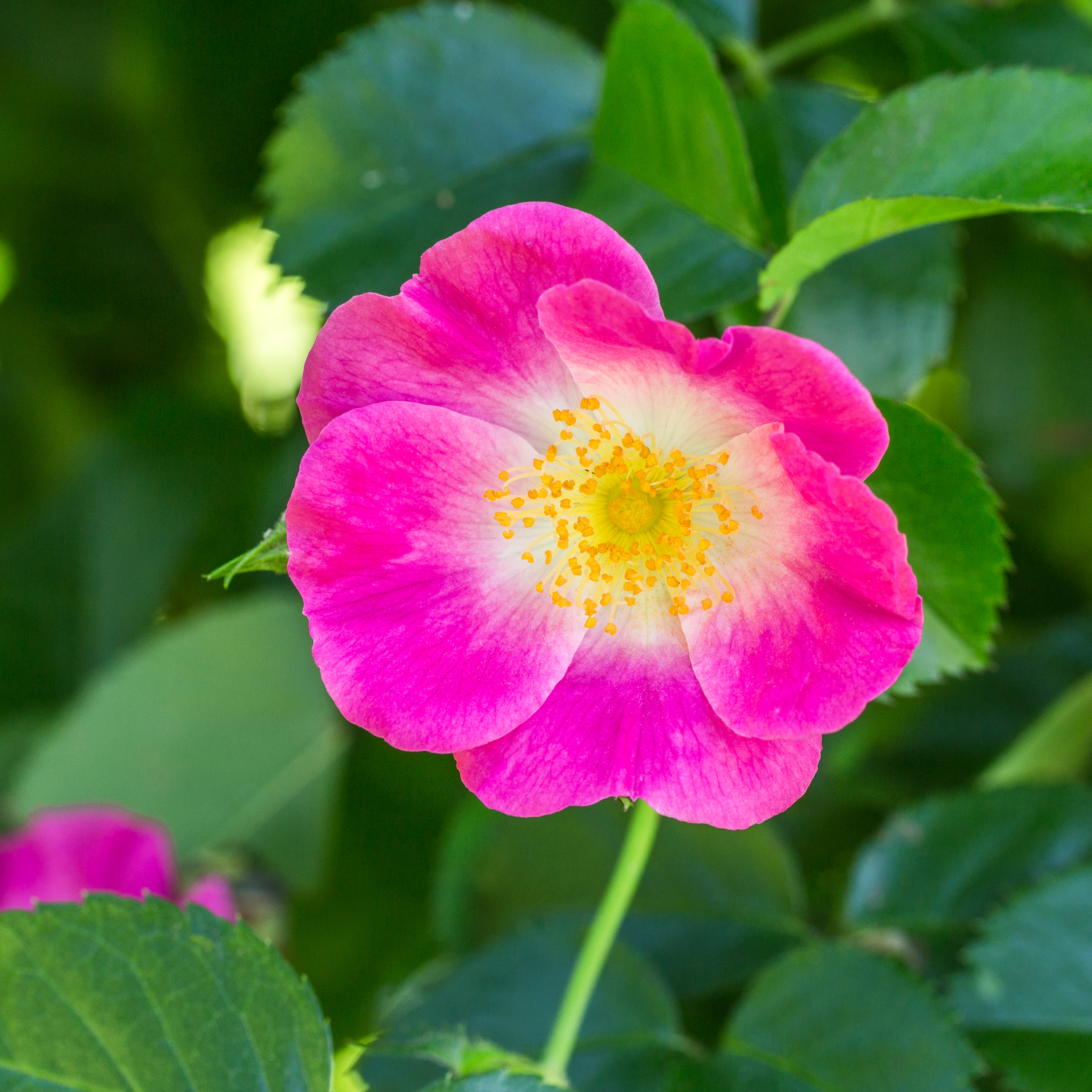 Rosa 'American Pillar' (d.j.b)