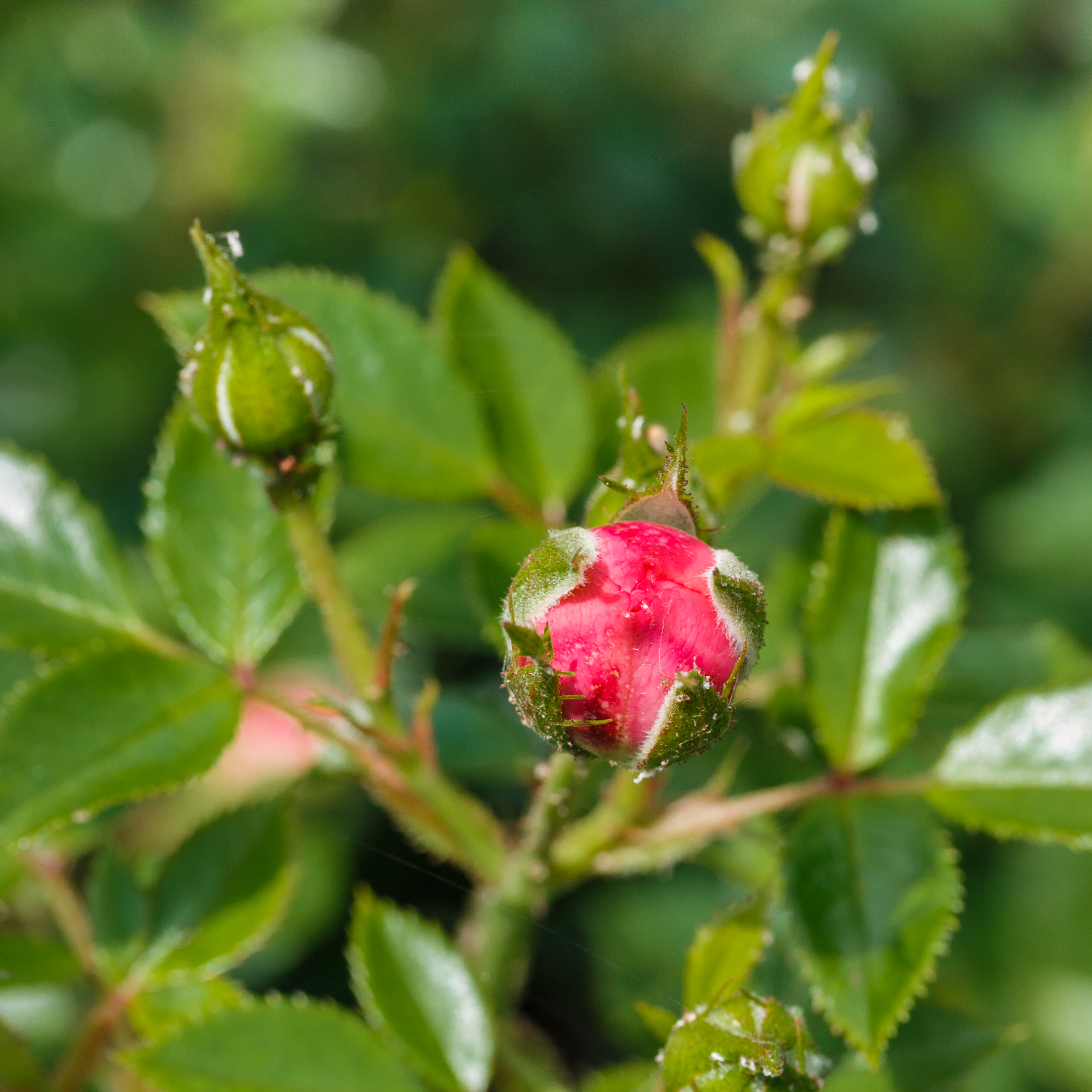 Rosa 'Amulett' (d.j.b)
