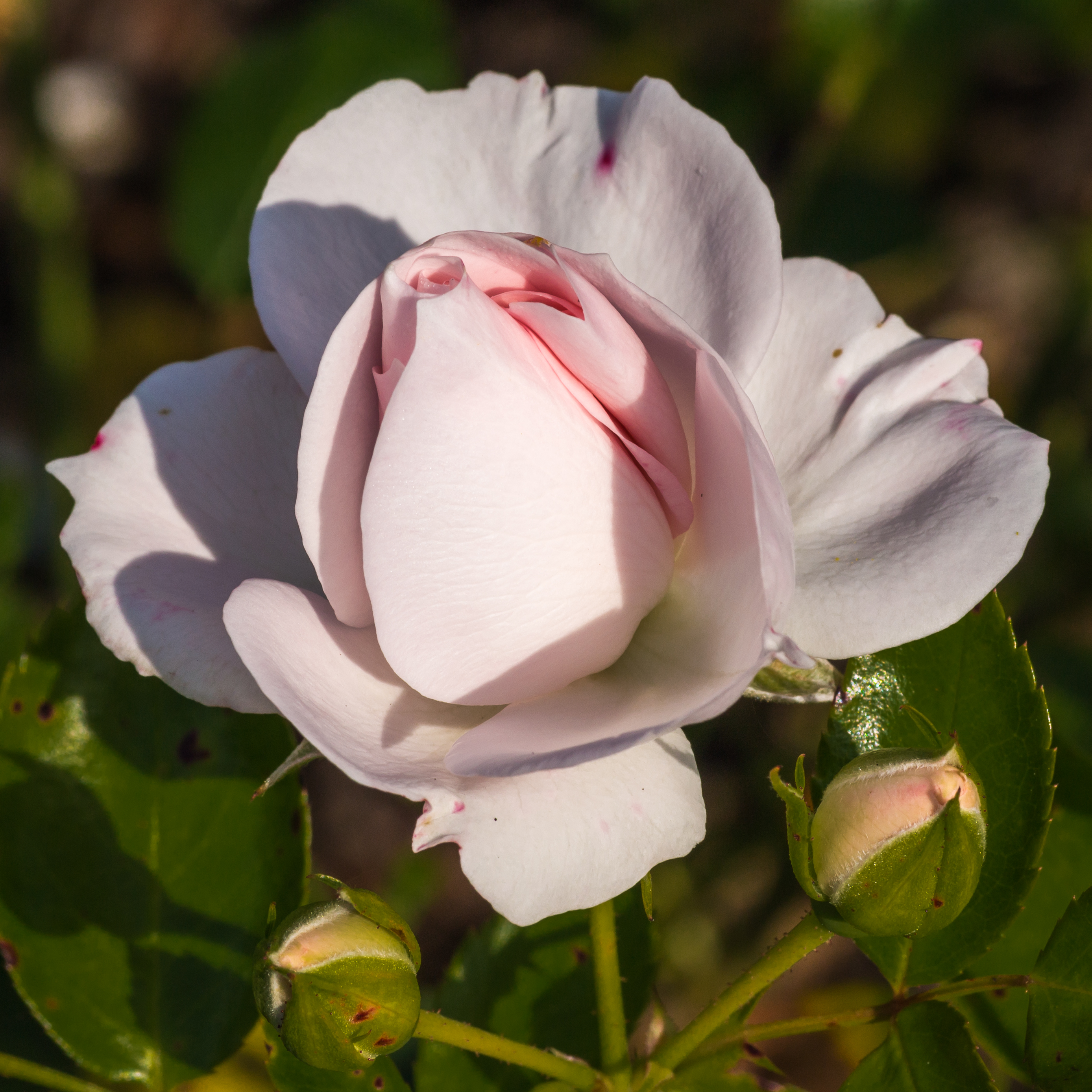 Rosa 'Aspirin Rose' (actm)