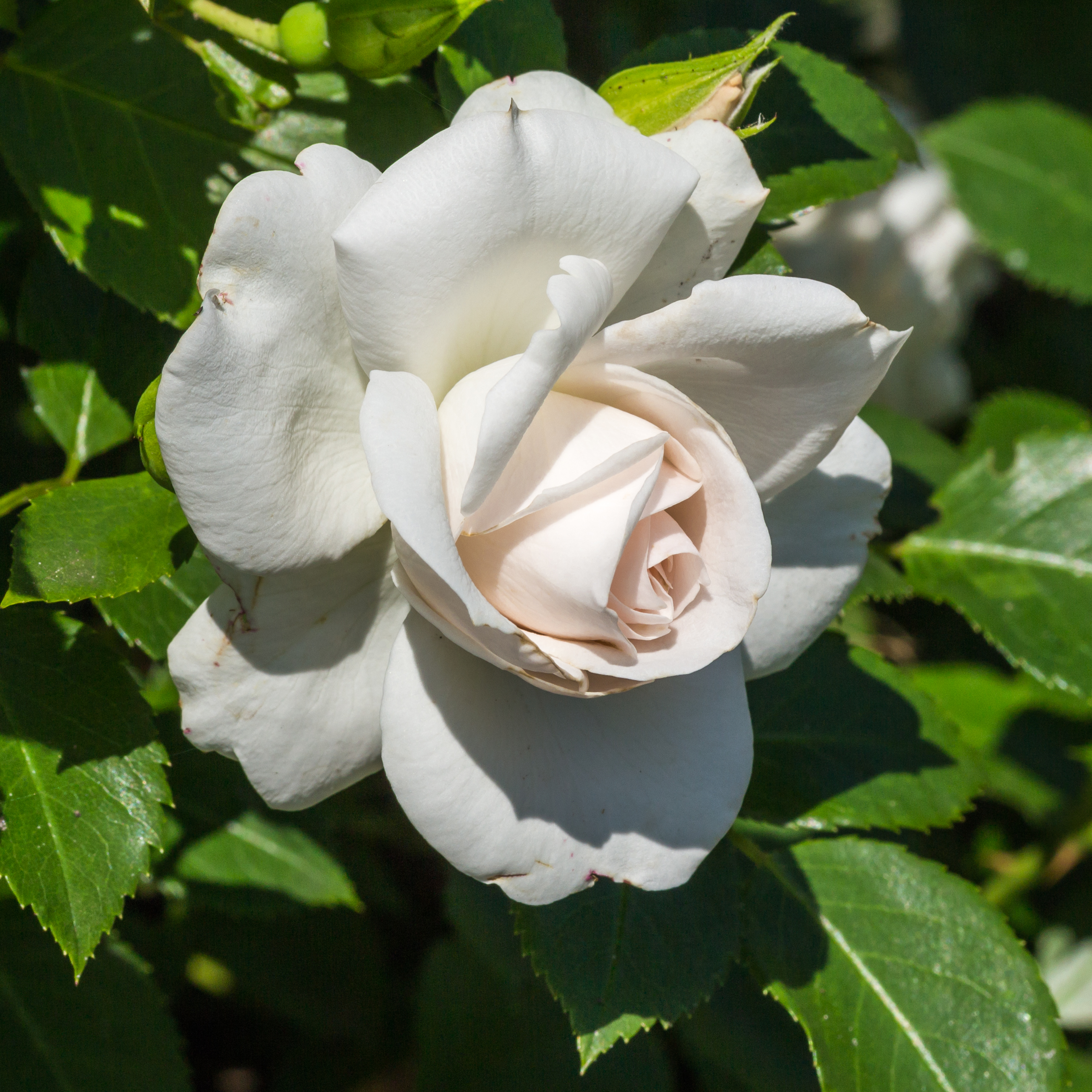 Rosa 'Aspirin Rose' (actm) 01