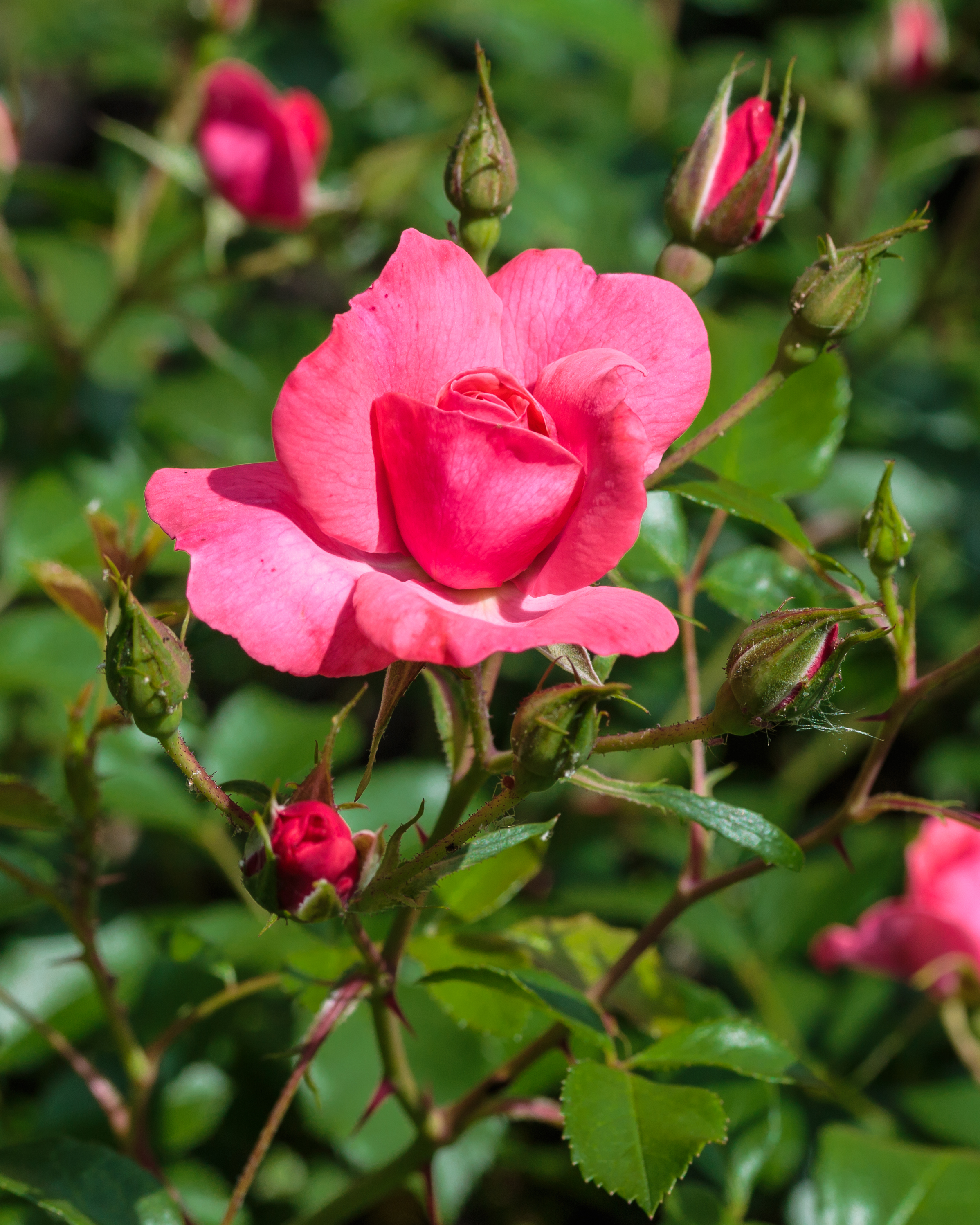 Rosa 'Bad Birnbach' (actm)