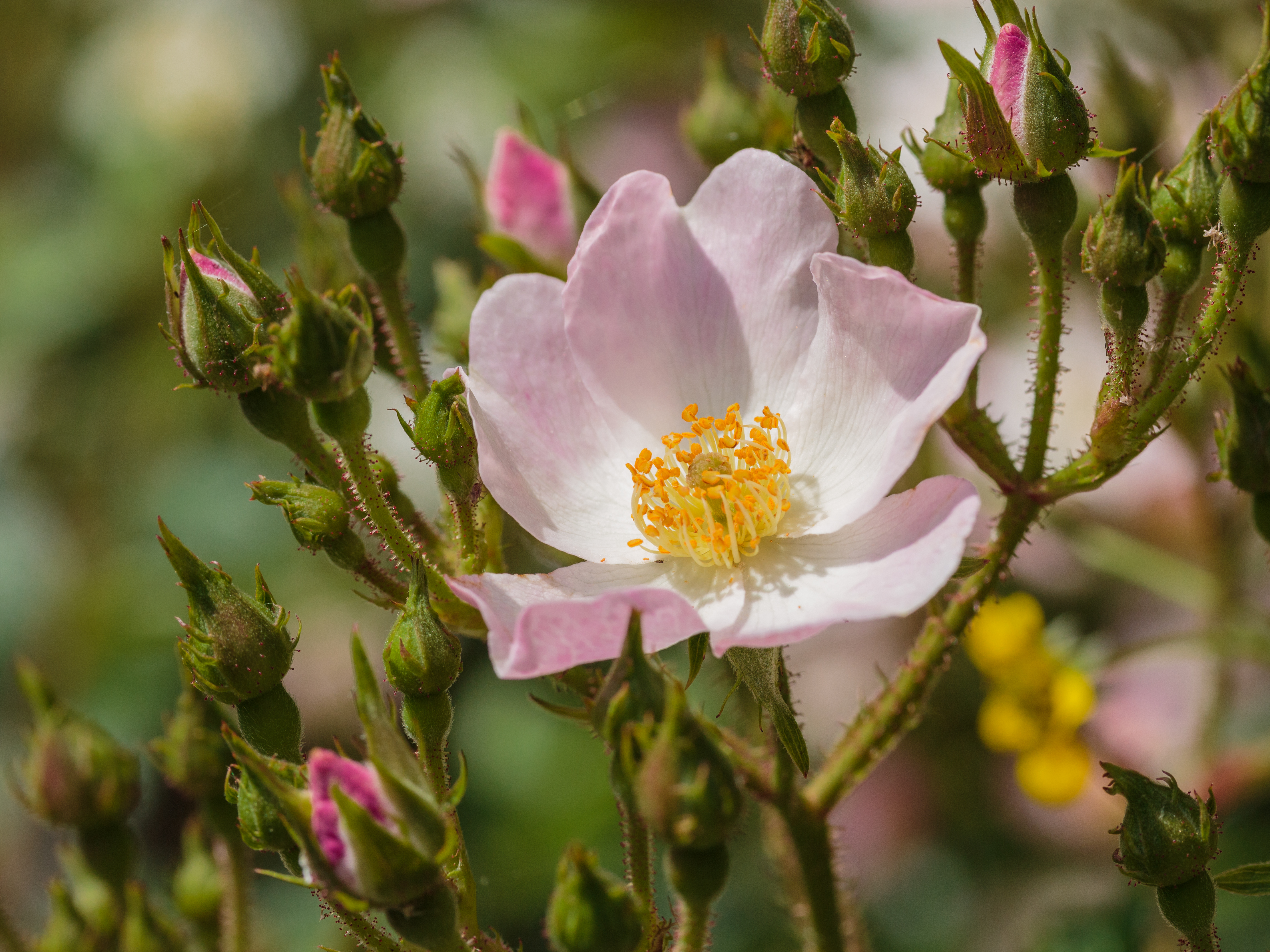 Rosa 'Ballerina' (d.j.b)