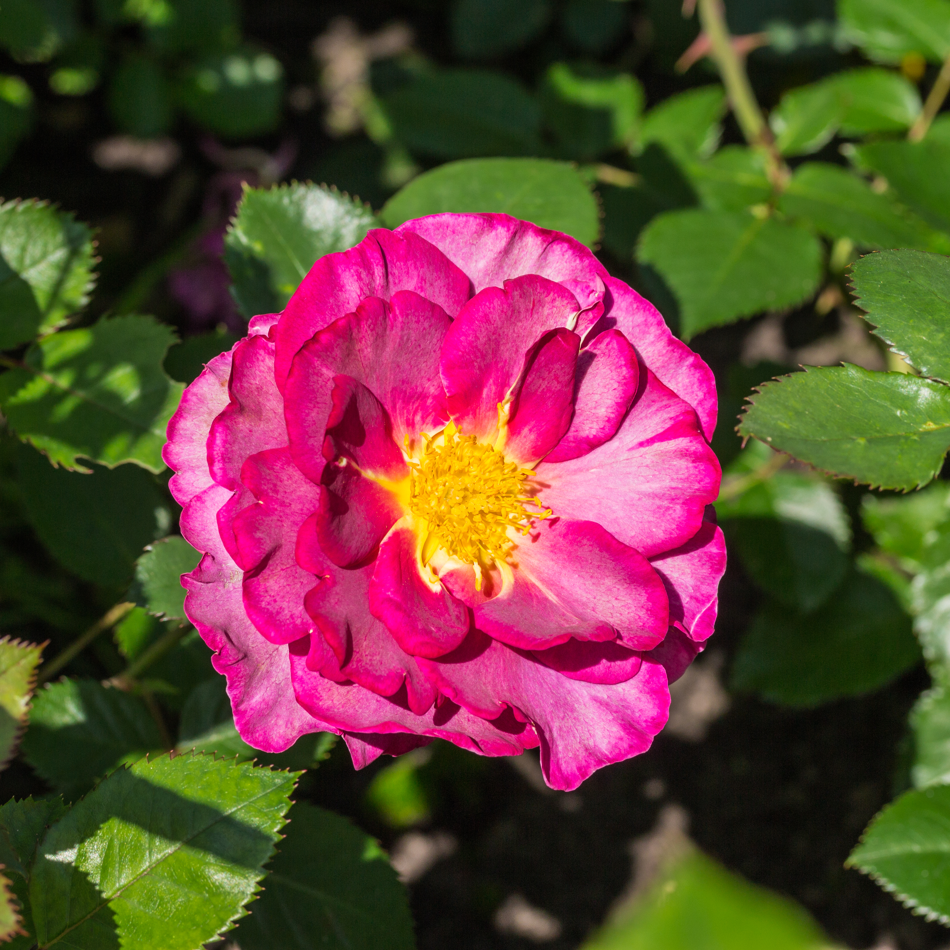 Rosa 'Blauwe Stad' (actm)