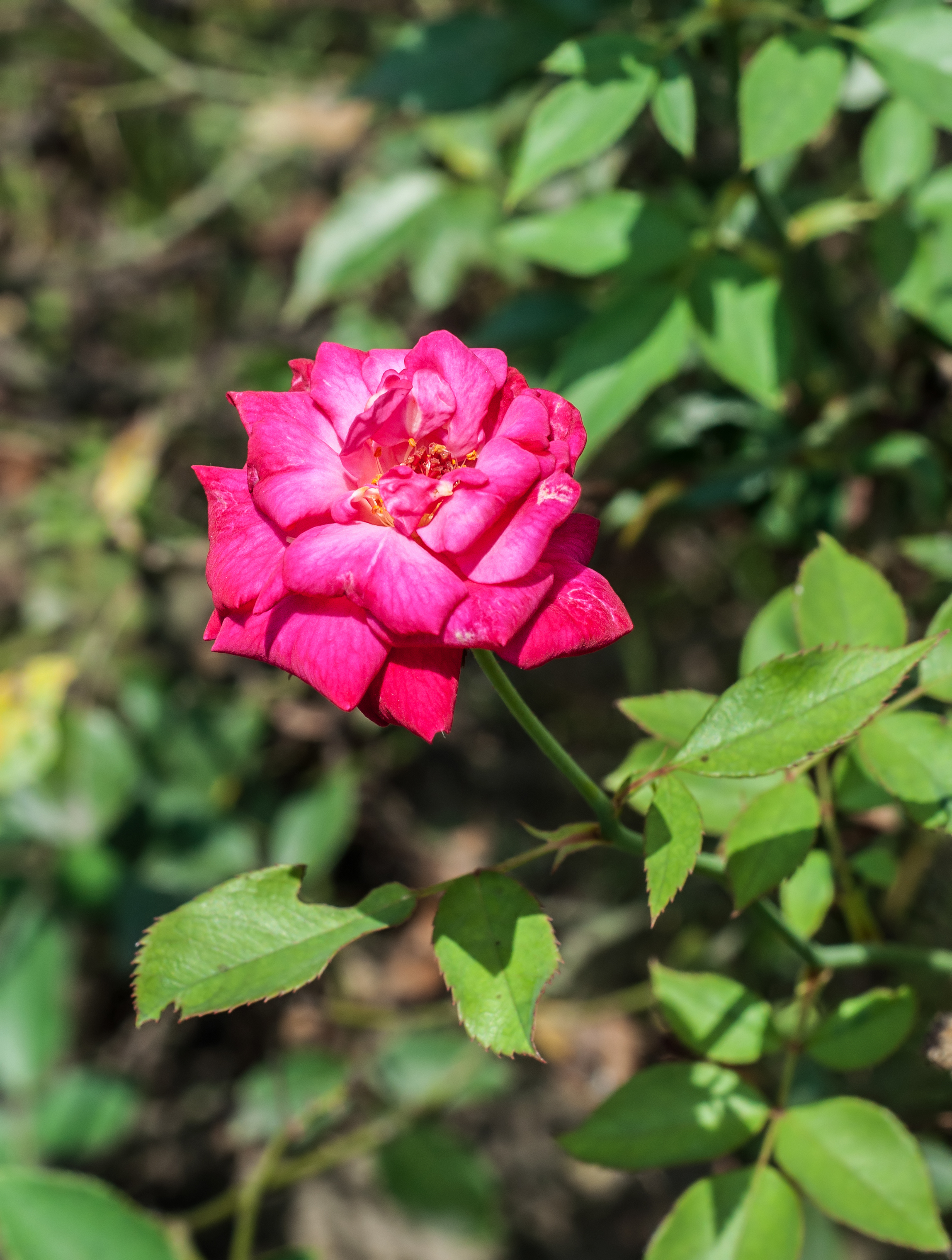 Rosa 'Dame de Coeur' 11092014