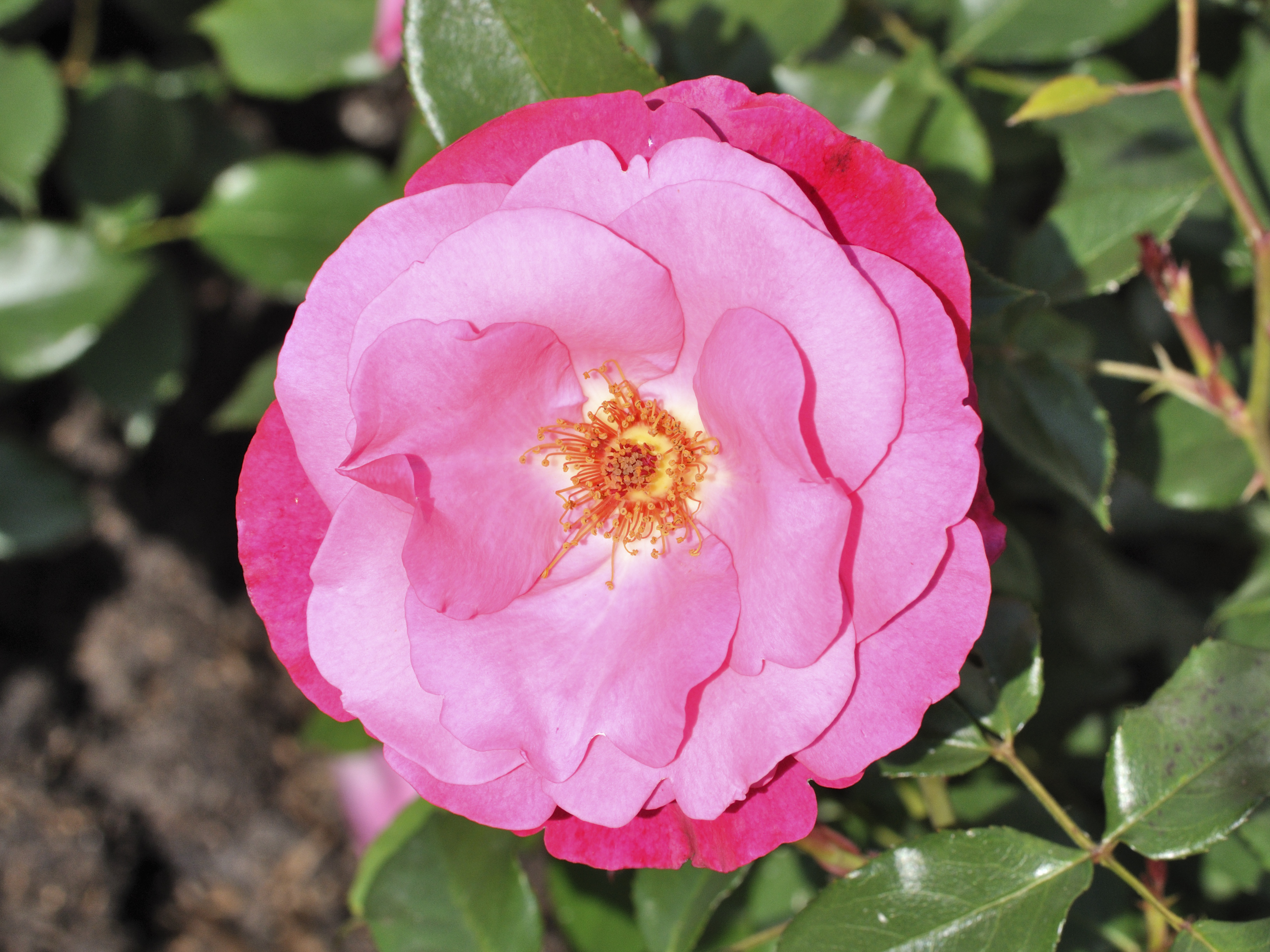 Rosa 'Dolly' qtl1