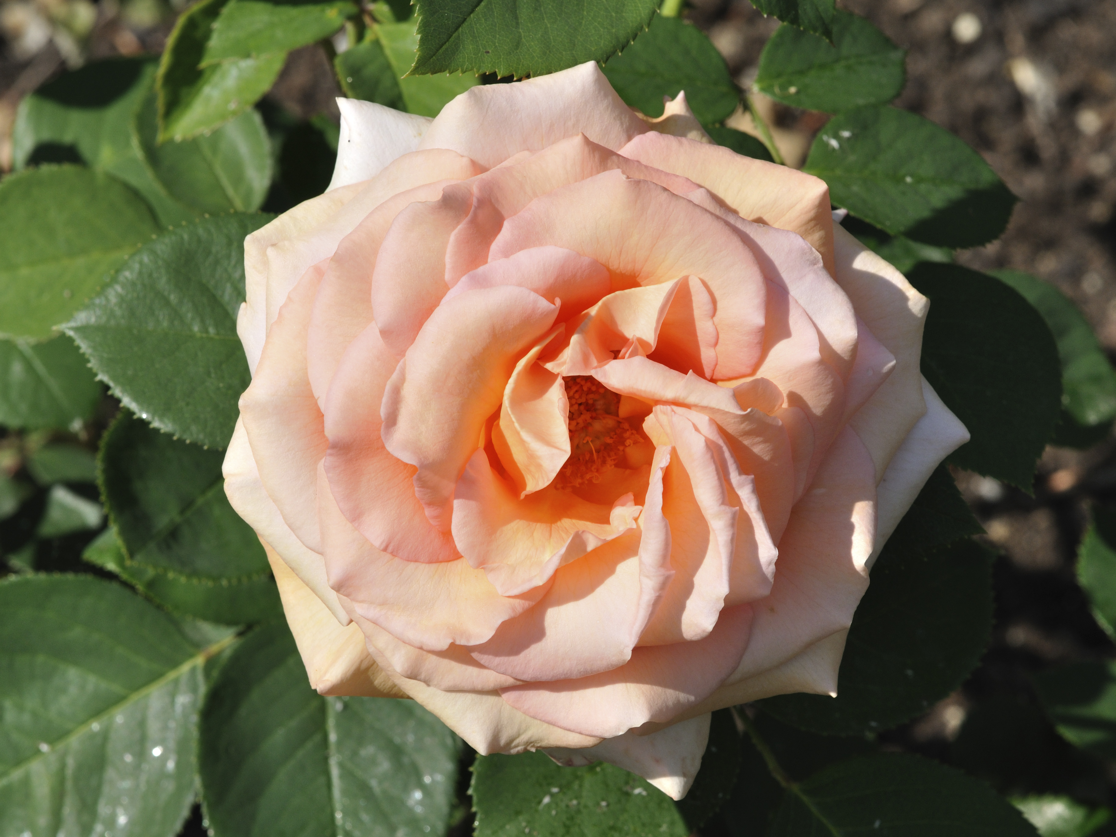 Rosa 'Exotic' qtl1
