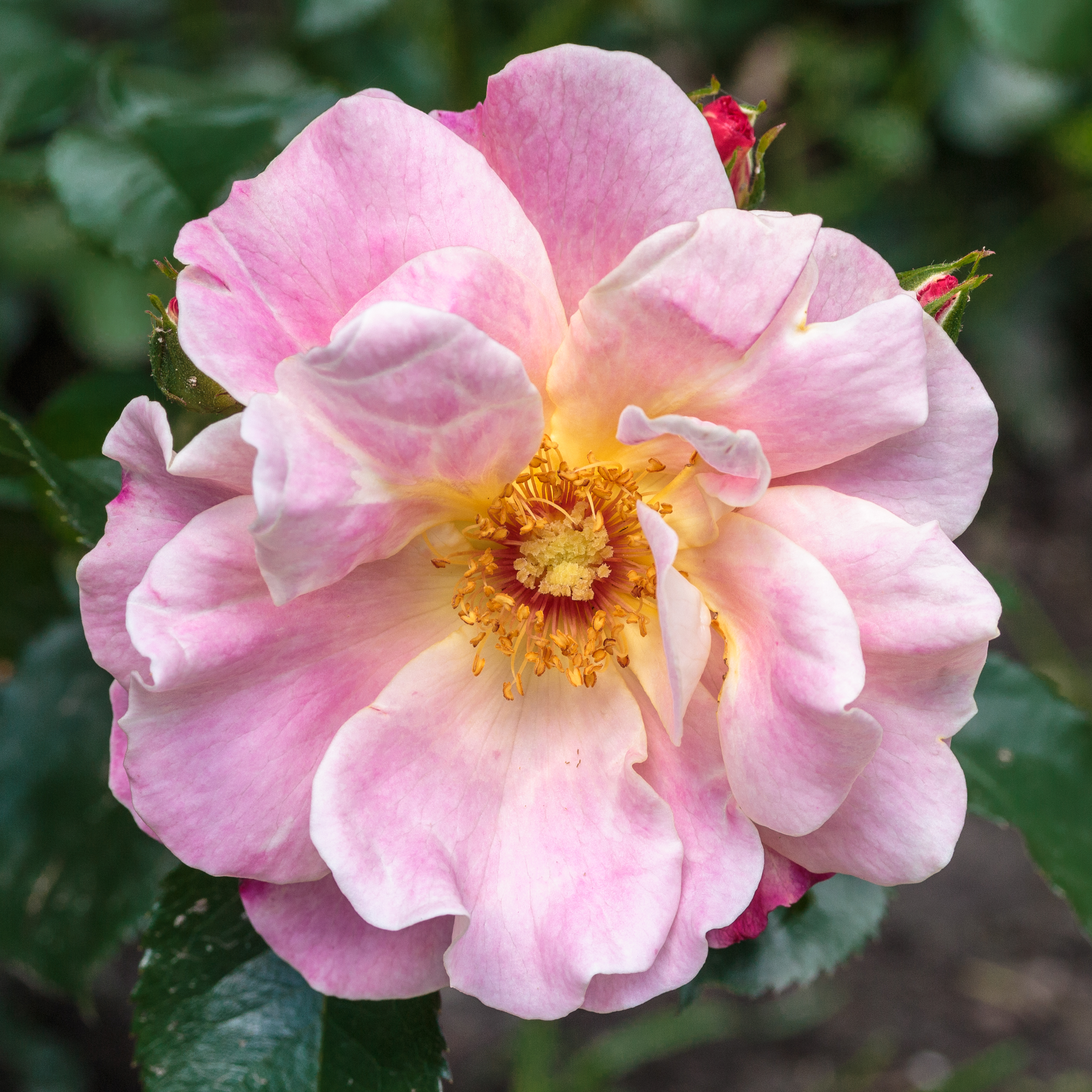 Rosa 'Exotic Sunset' (d.j.b)