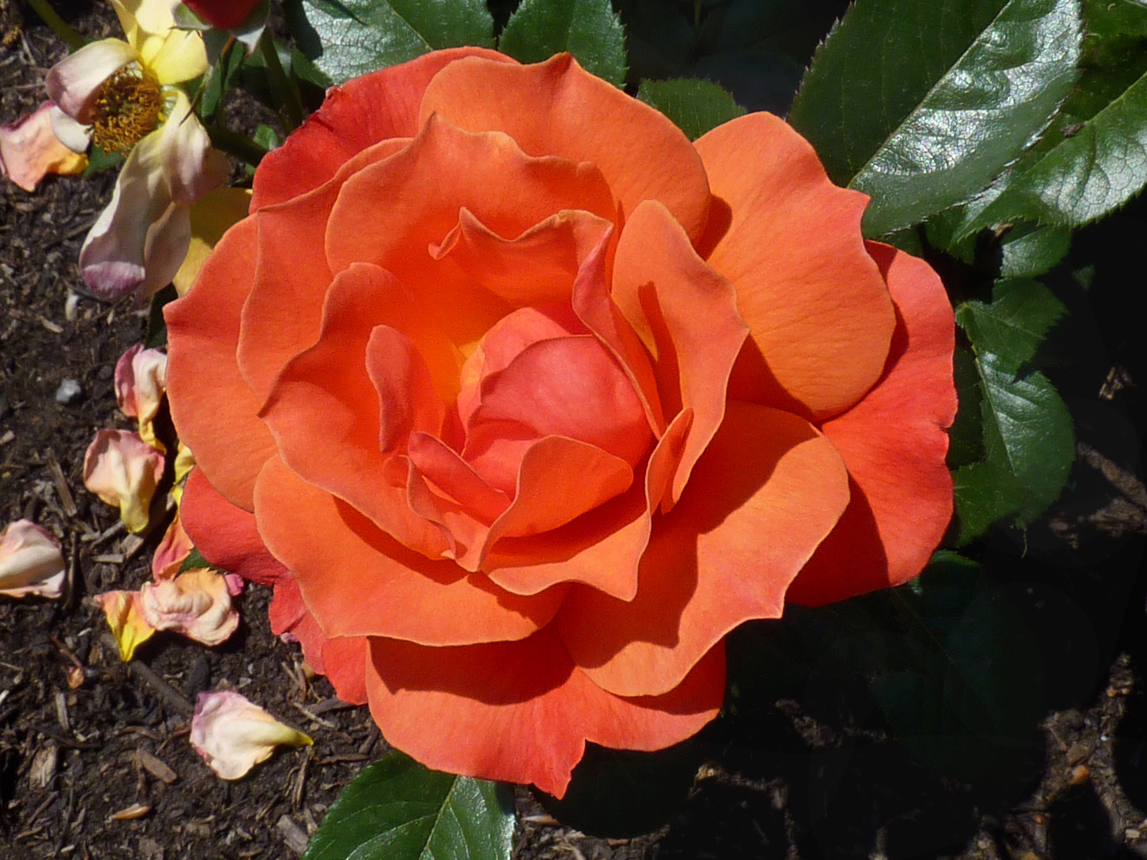 Rosa 'Fellowship' J1