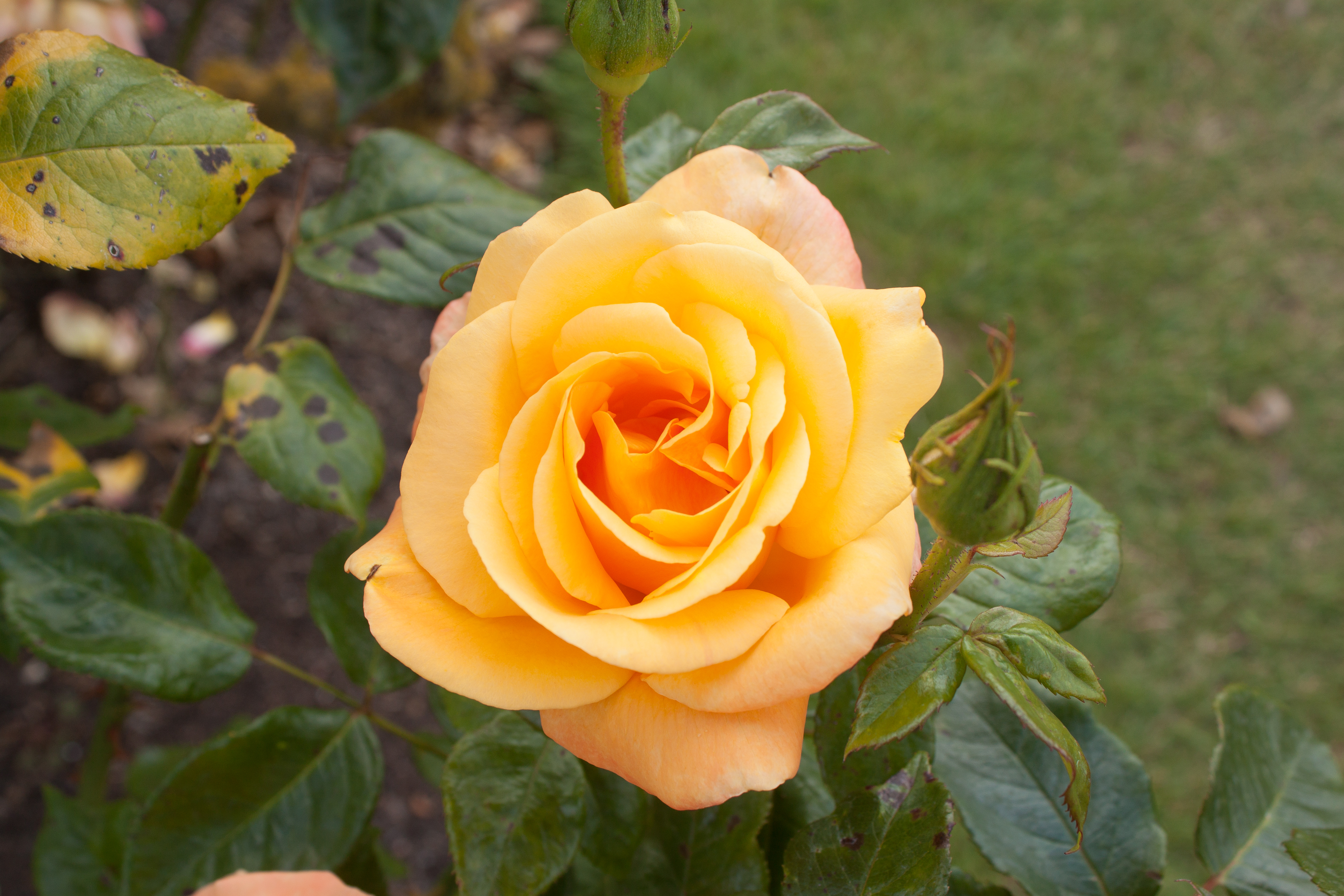 Rosa 'Fulton MacKay' IMG 4378