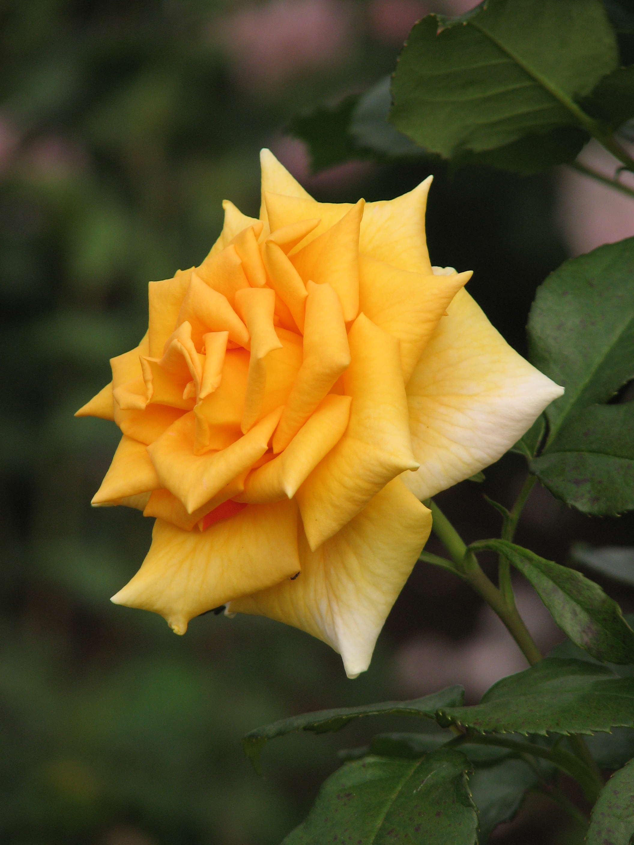 Rosa 'Golden Monica' 02
