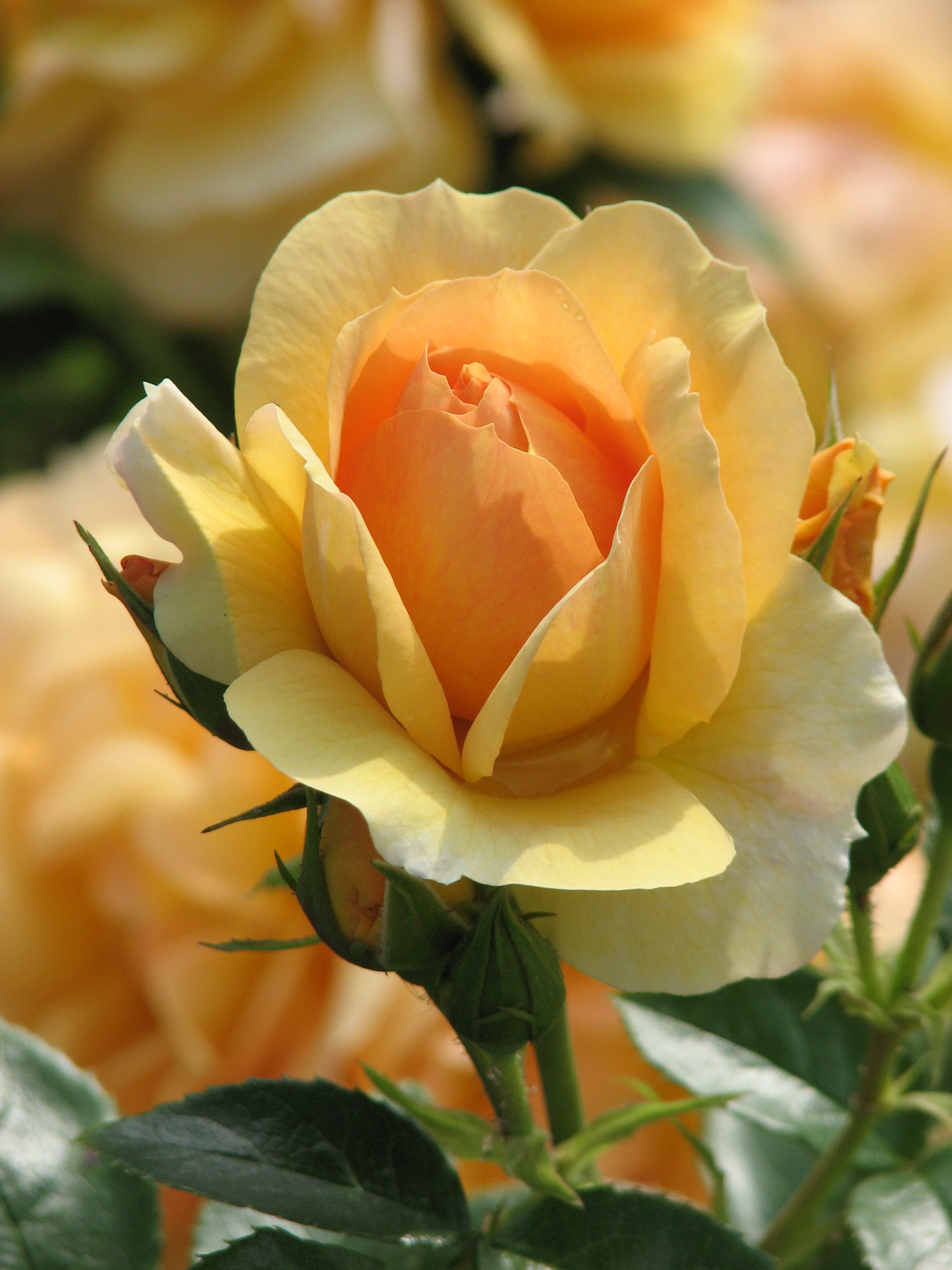 Rosa 'Hansestadt Rostock' 03