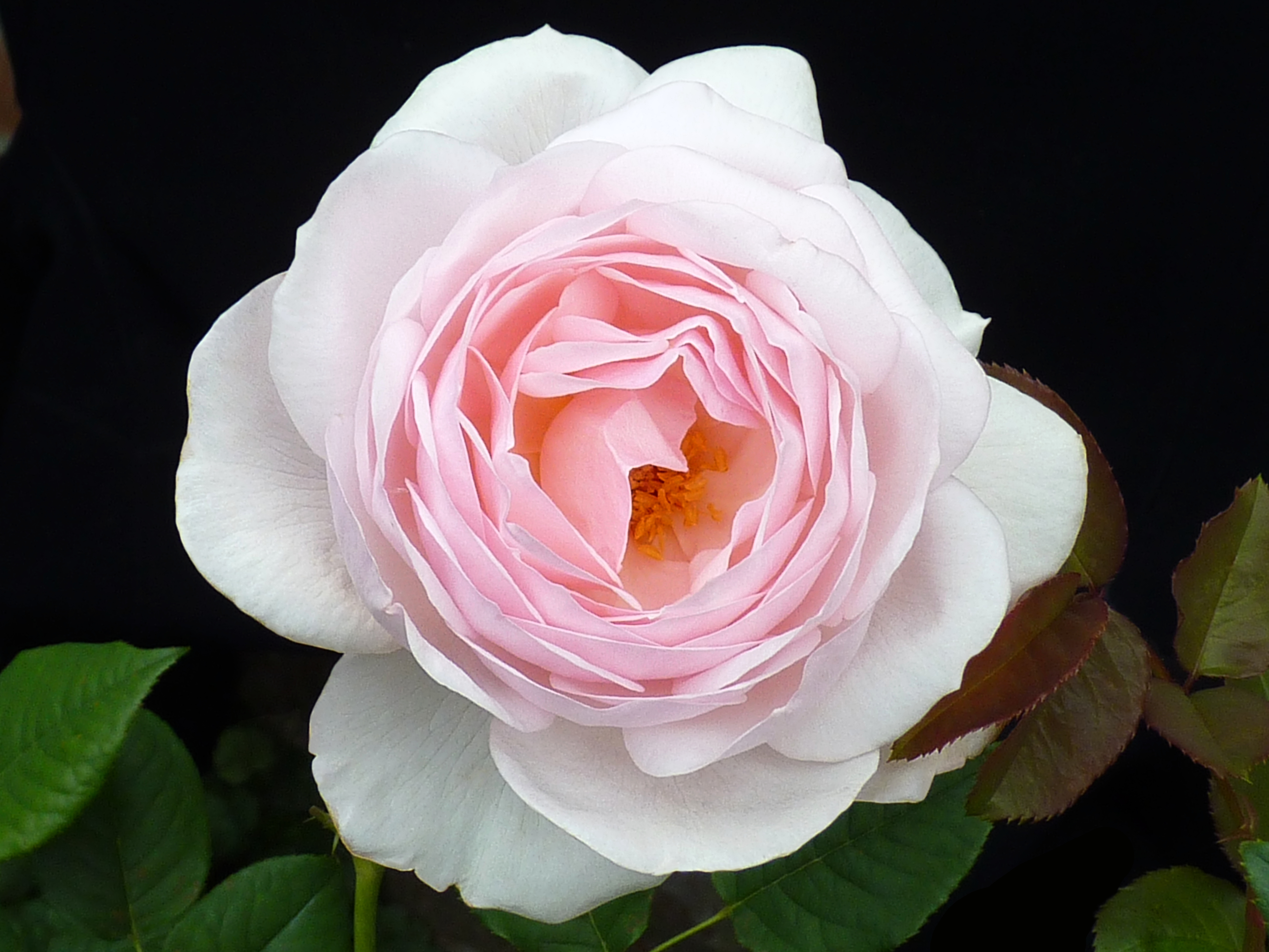 Rosa 'Heritage' J3