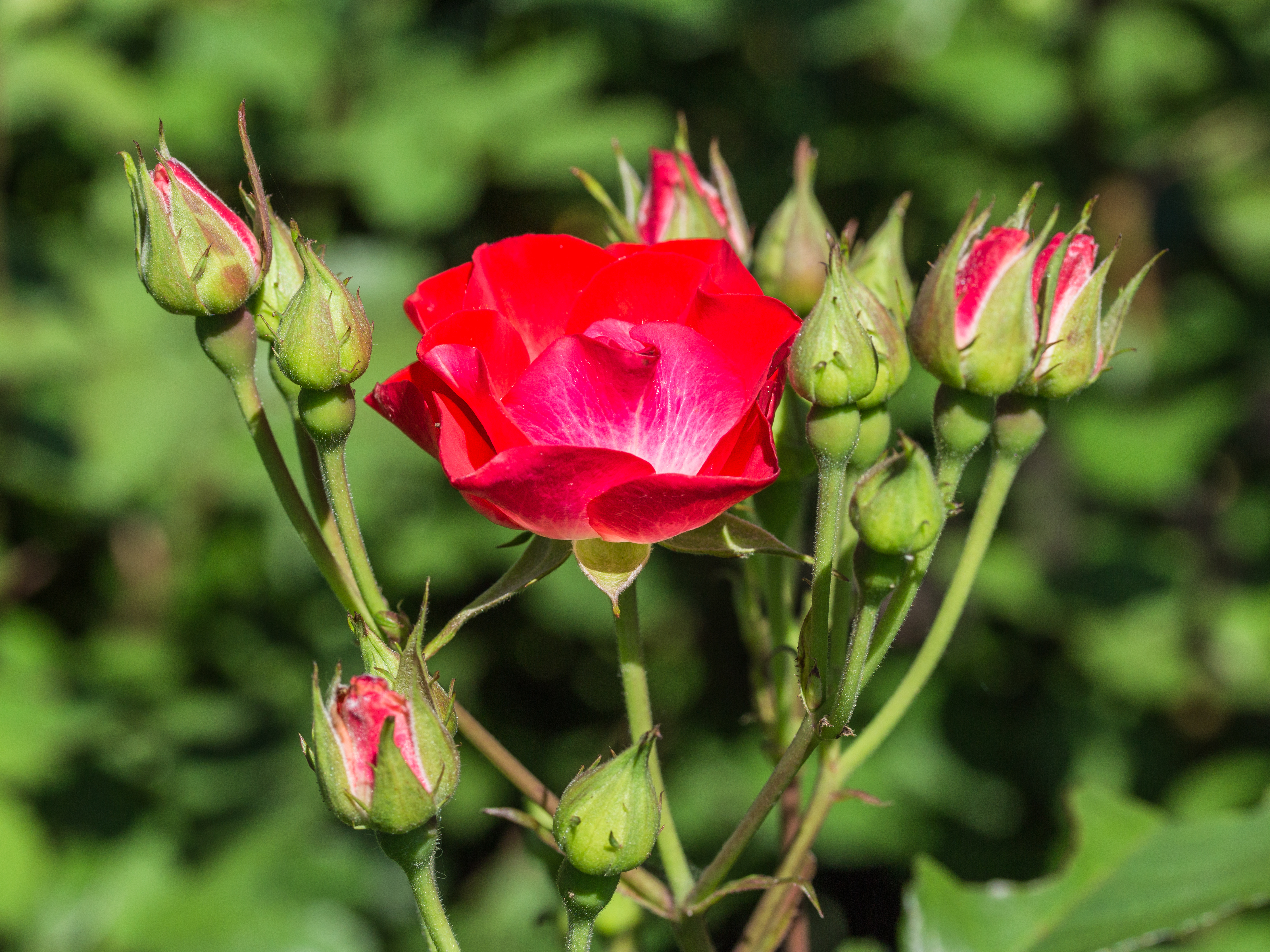 Rosa 'La Grande Parade' (d.j.b) 01