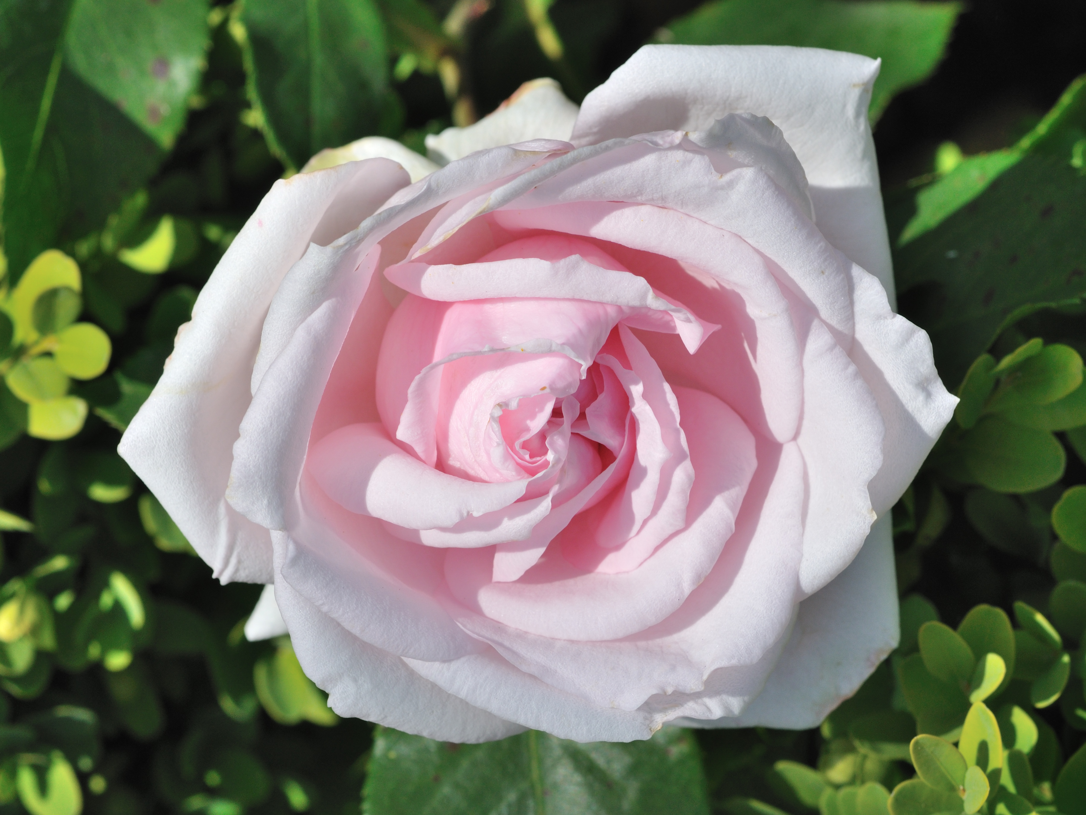 Rosa 'La Nina' qtl1