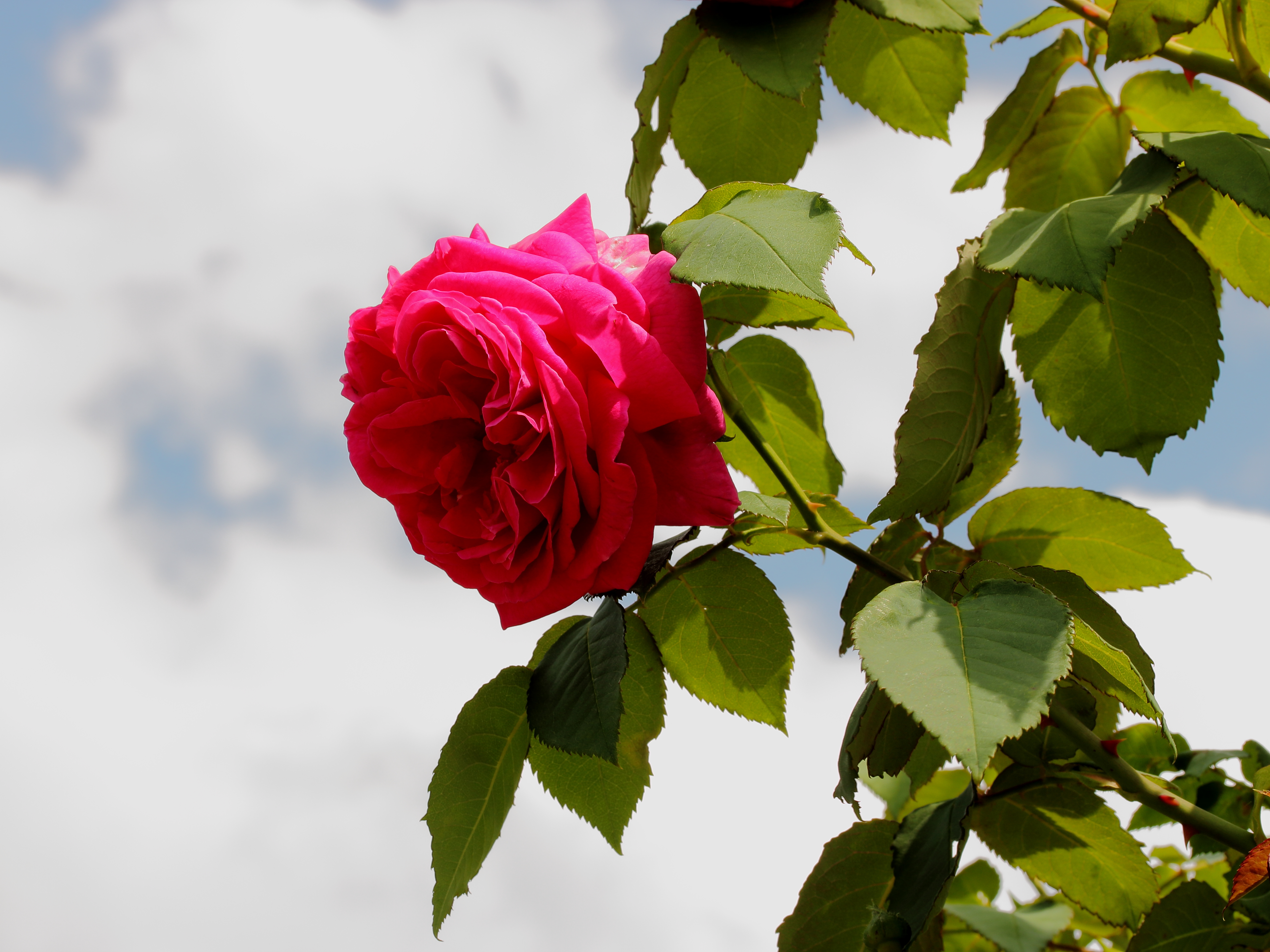 Rosa 'Madame Isaac Pereire'. Locatie De Kruidhof 02