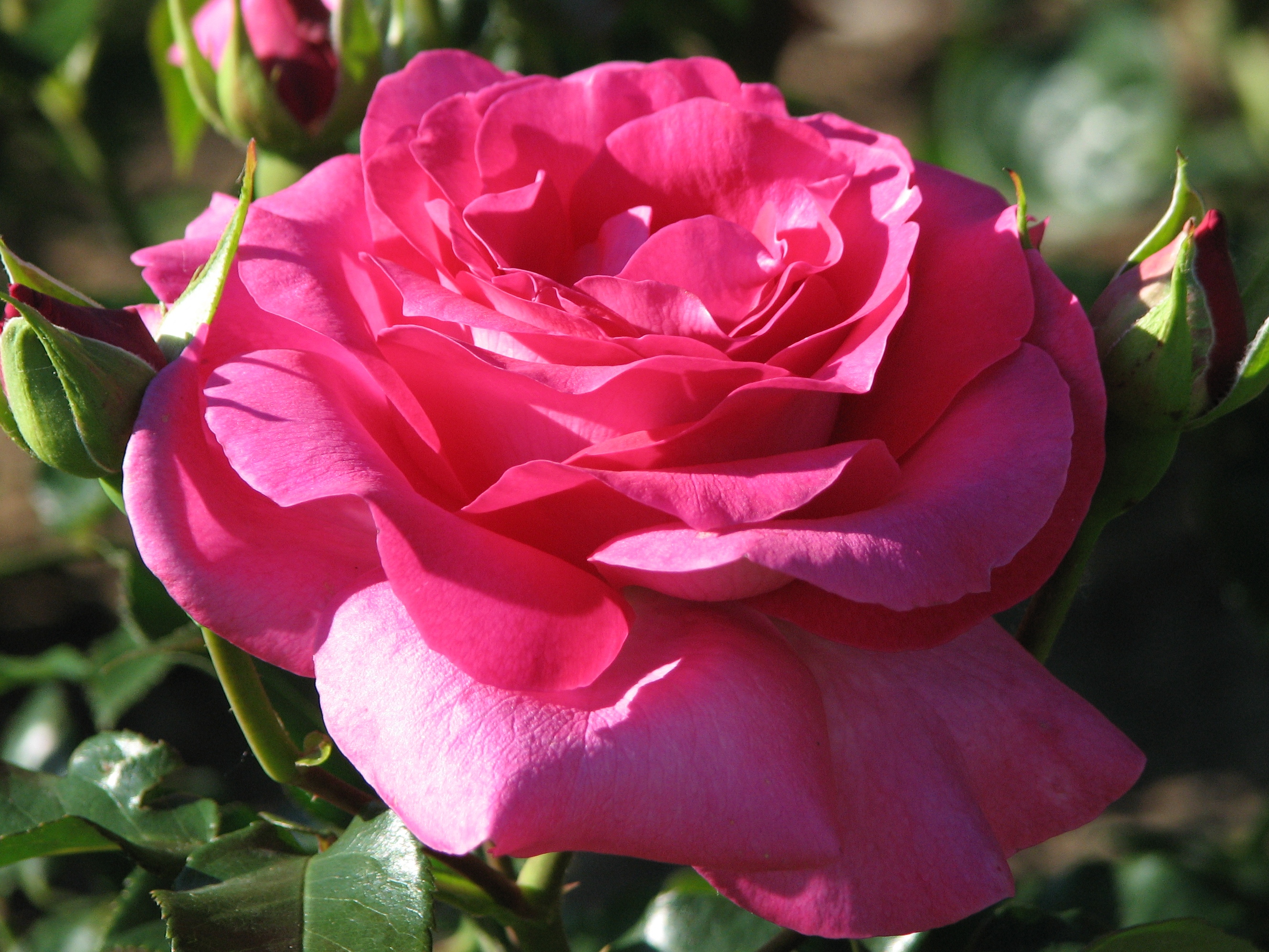 Rosa 'Manou Meilland' 01