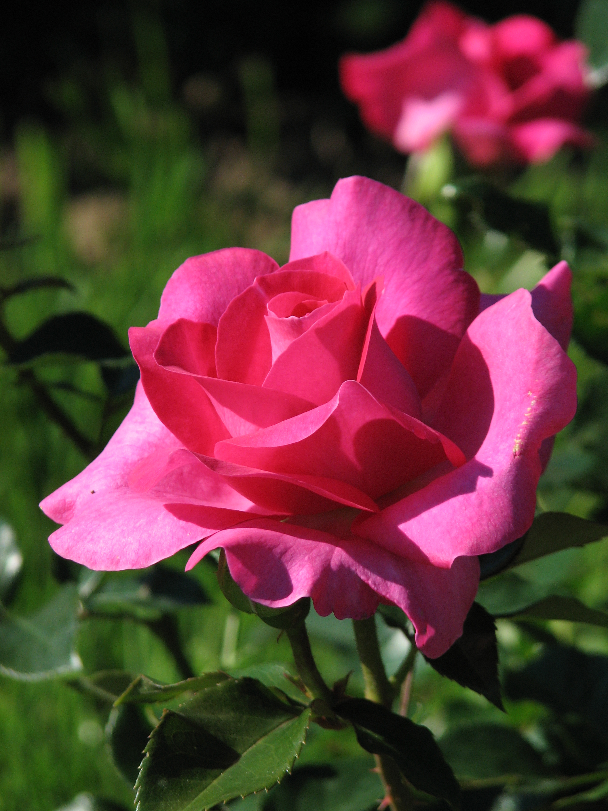 Rosa 'Manou Meilland' 02
