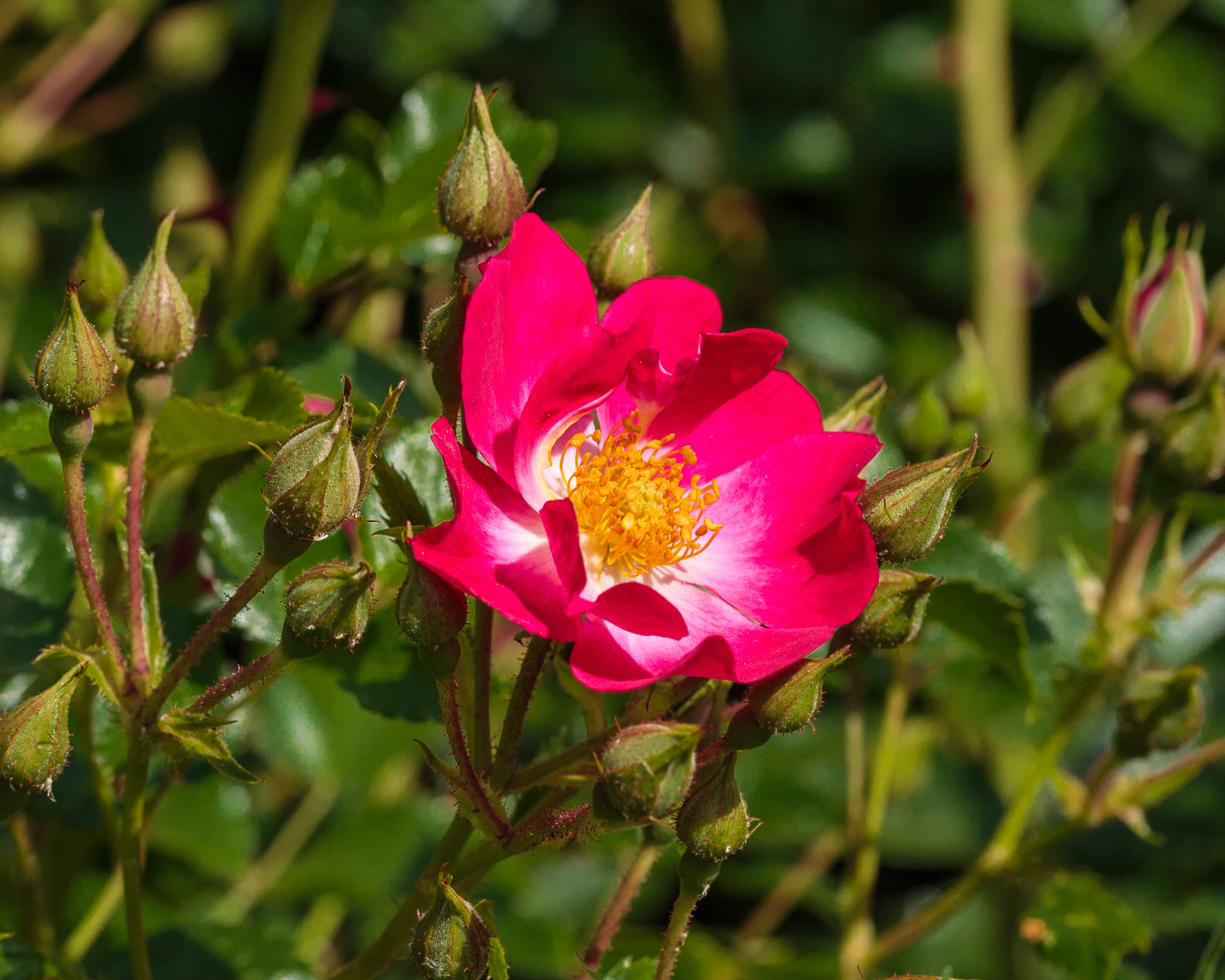 Rosa 'Marathon' (actm)