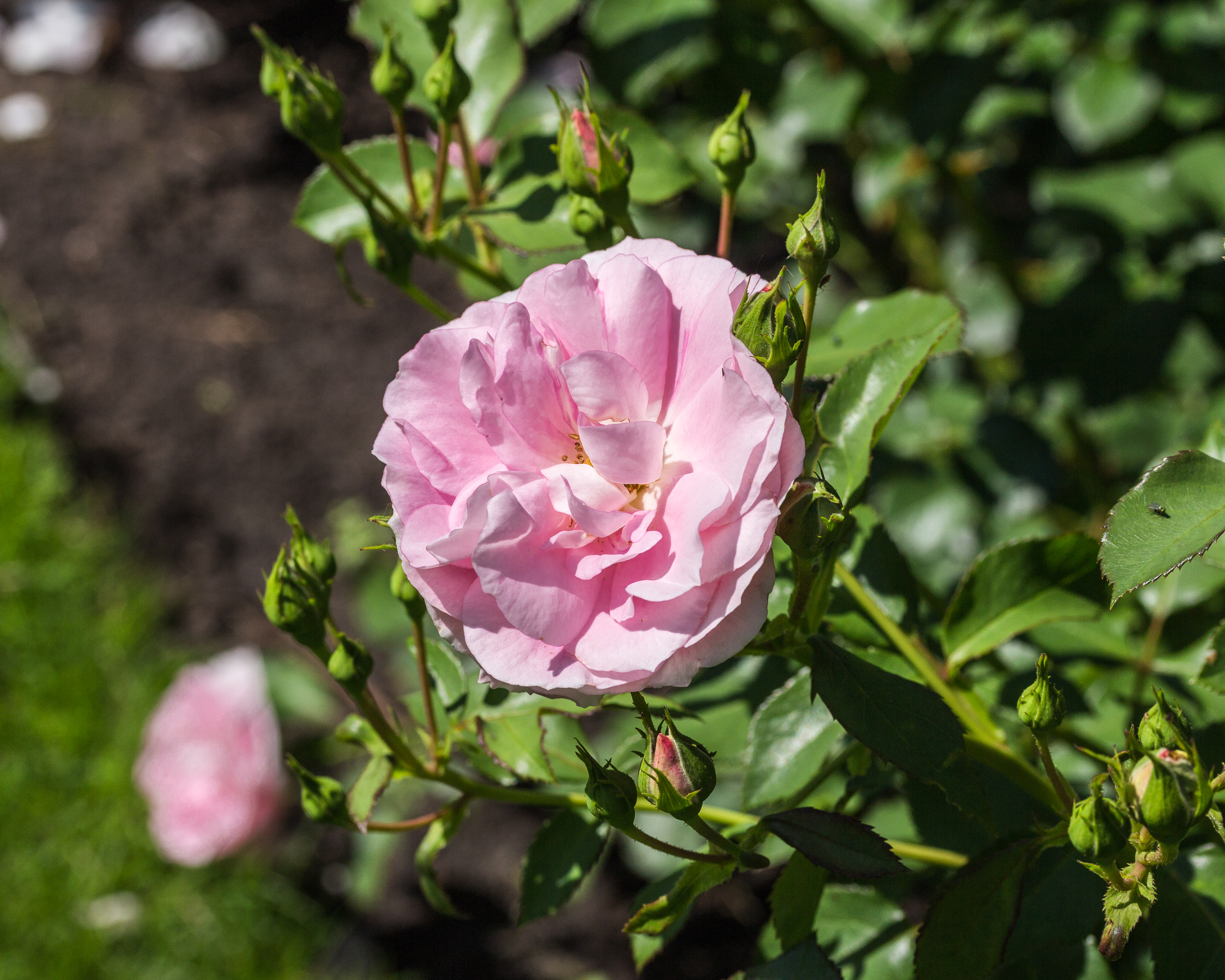 Rosa 'Mazurika' (d.j.b)