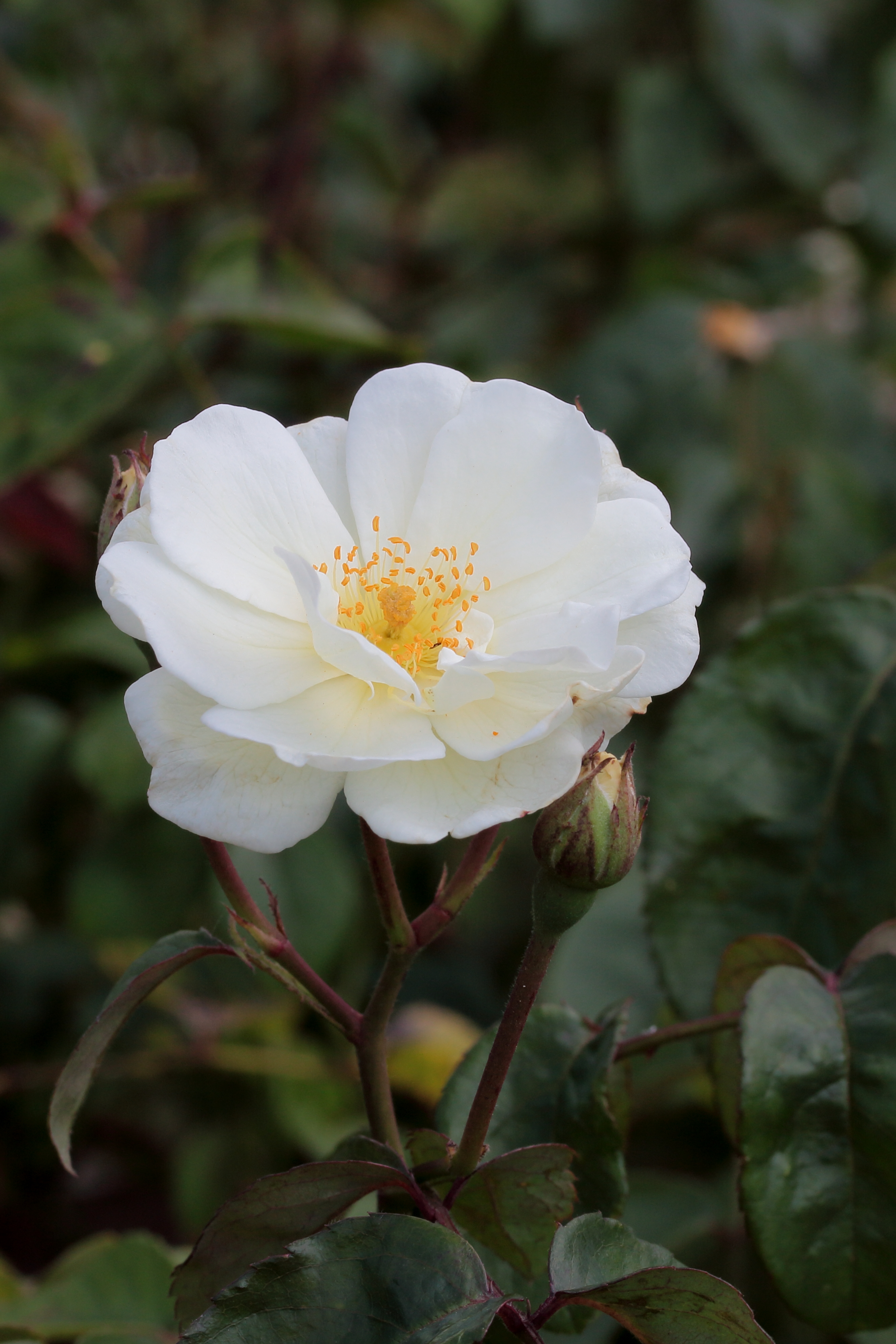 Rosa 'moonlight' Moschatahybride. Locatie De Kruidhof