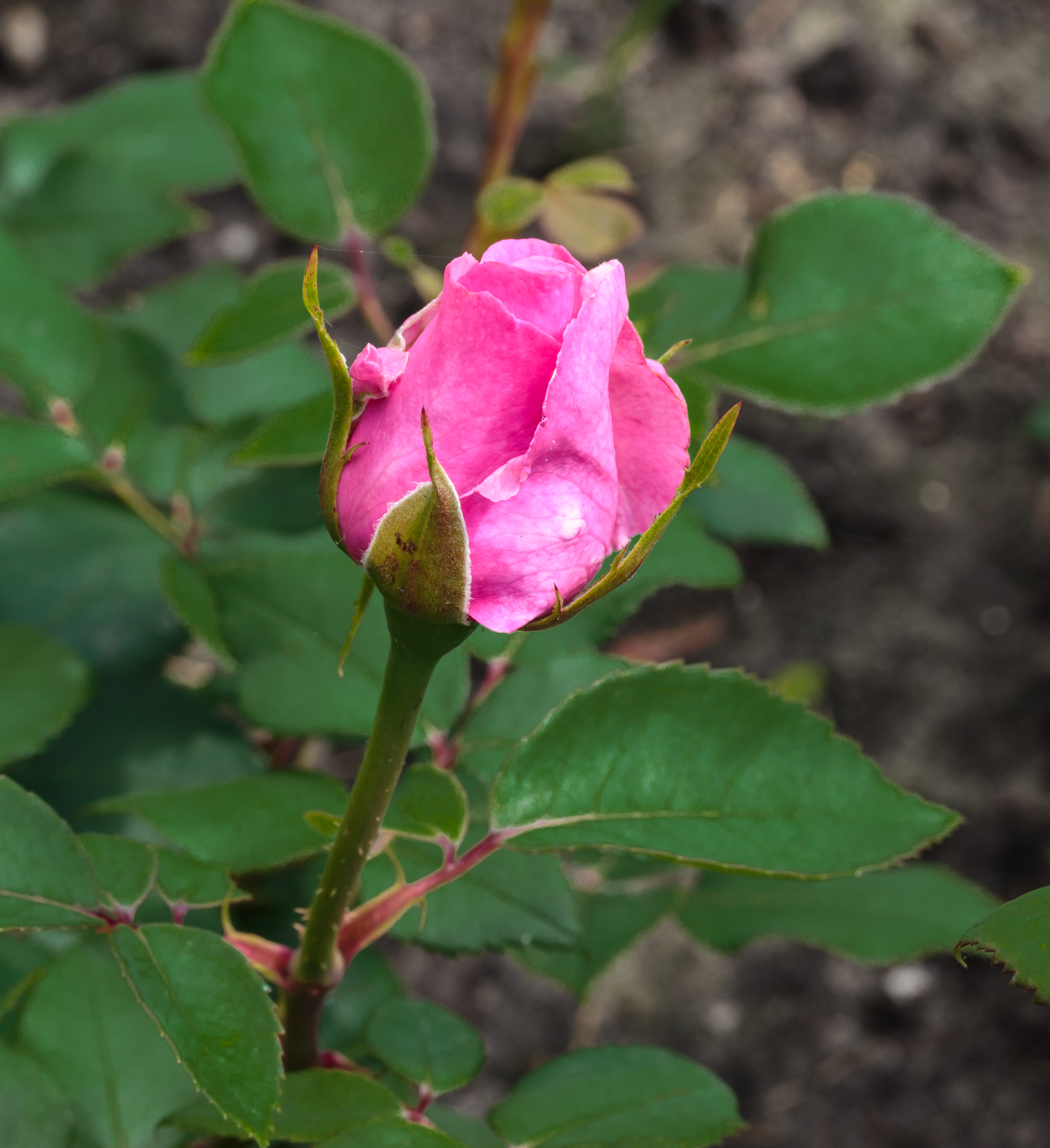 Rosa 'Mr. Darcy' (actm) 02