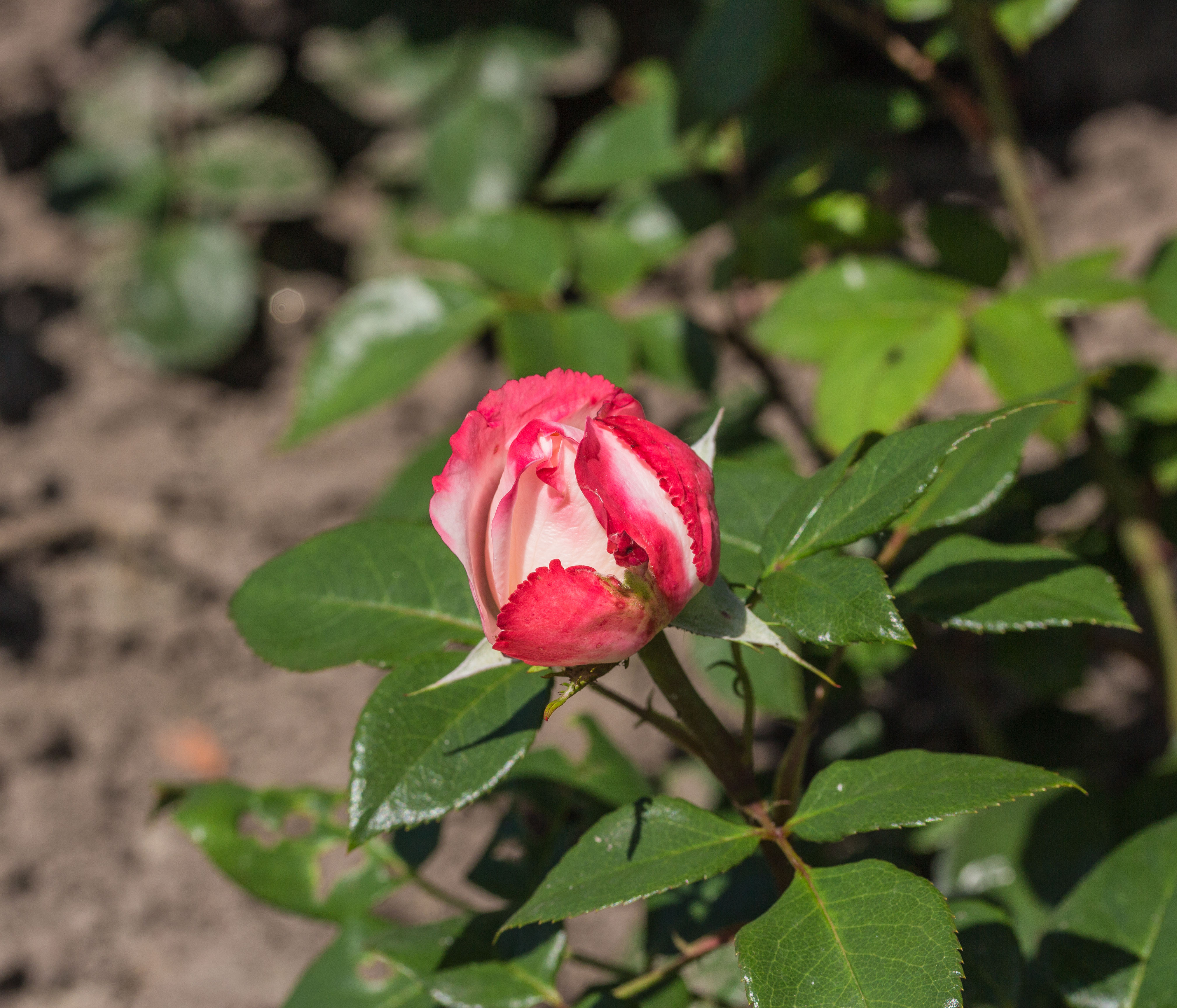 Rosa 'Nostalgie' (d.j.b) 01