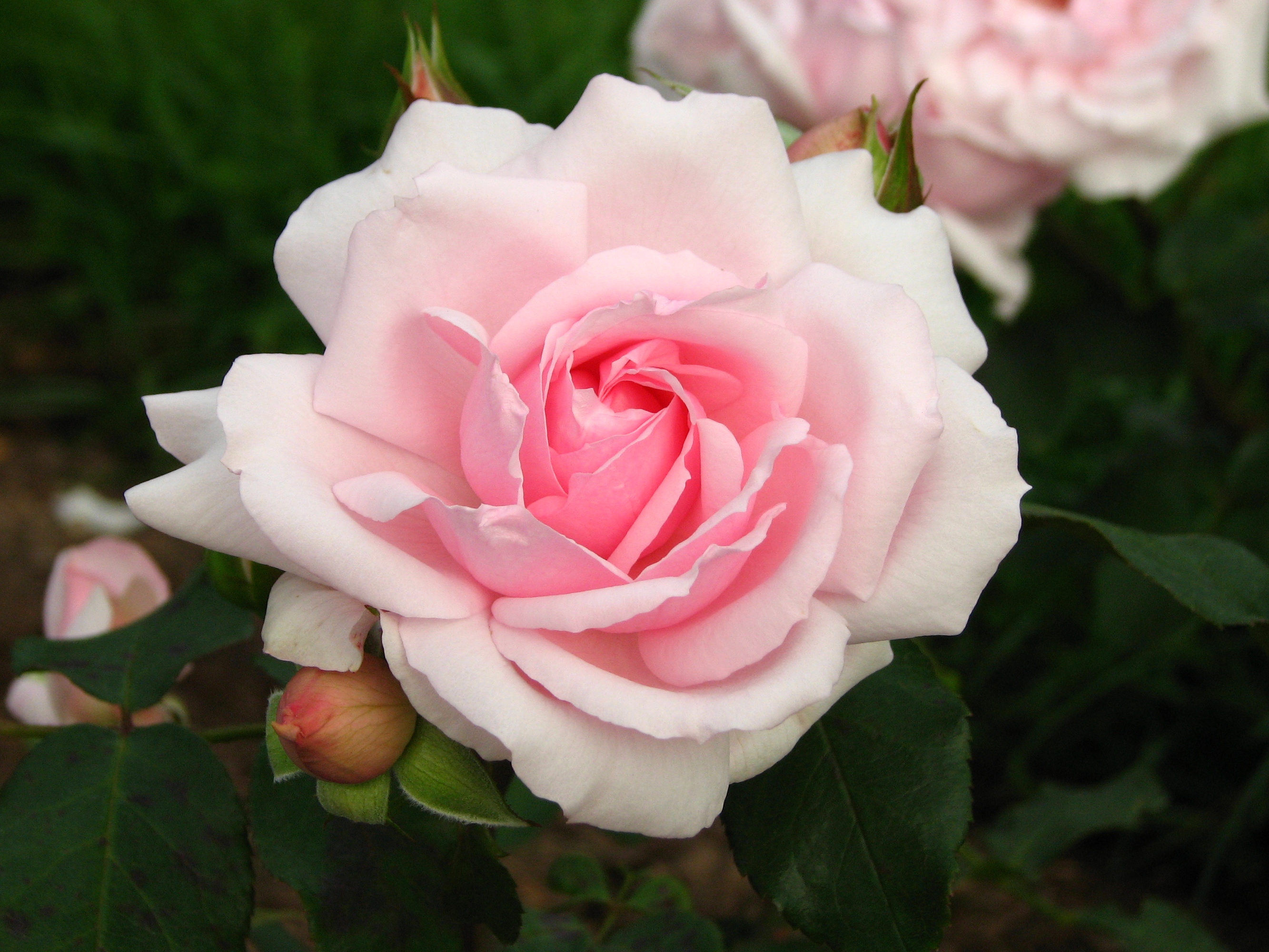 Rosa 'Petit Trianon' 02