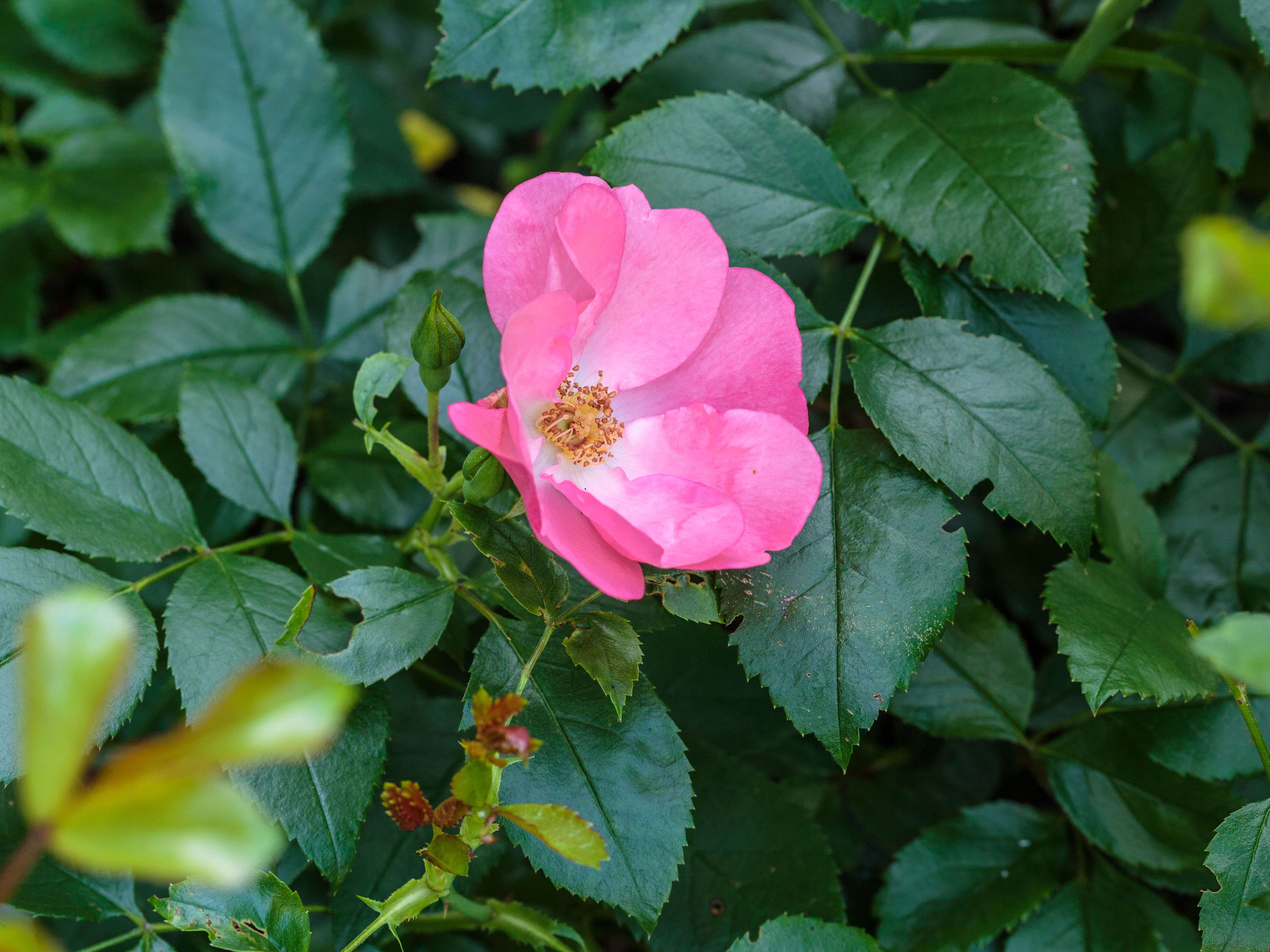 Rosa 'Pink Blanket' (d.j.b) 01