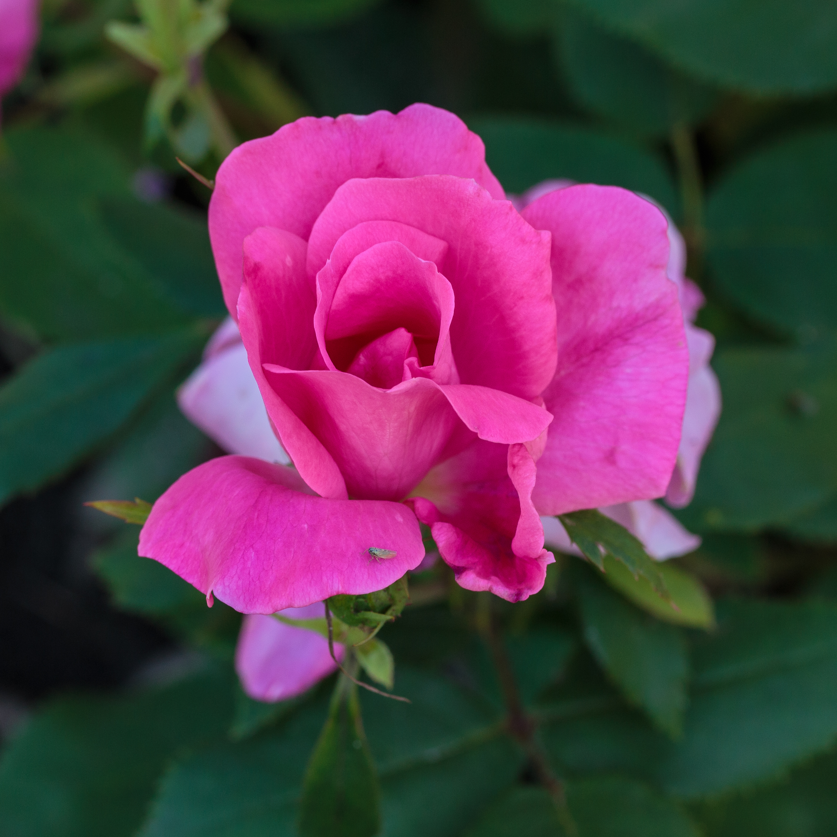 Rosa 'Pink Knock Out' (actm) 01