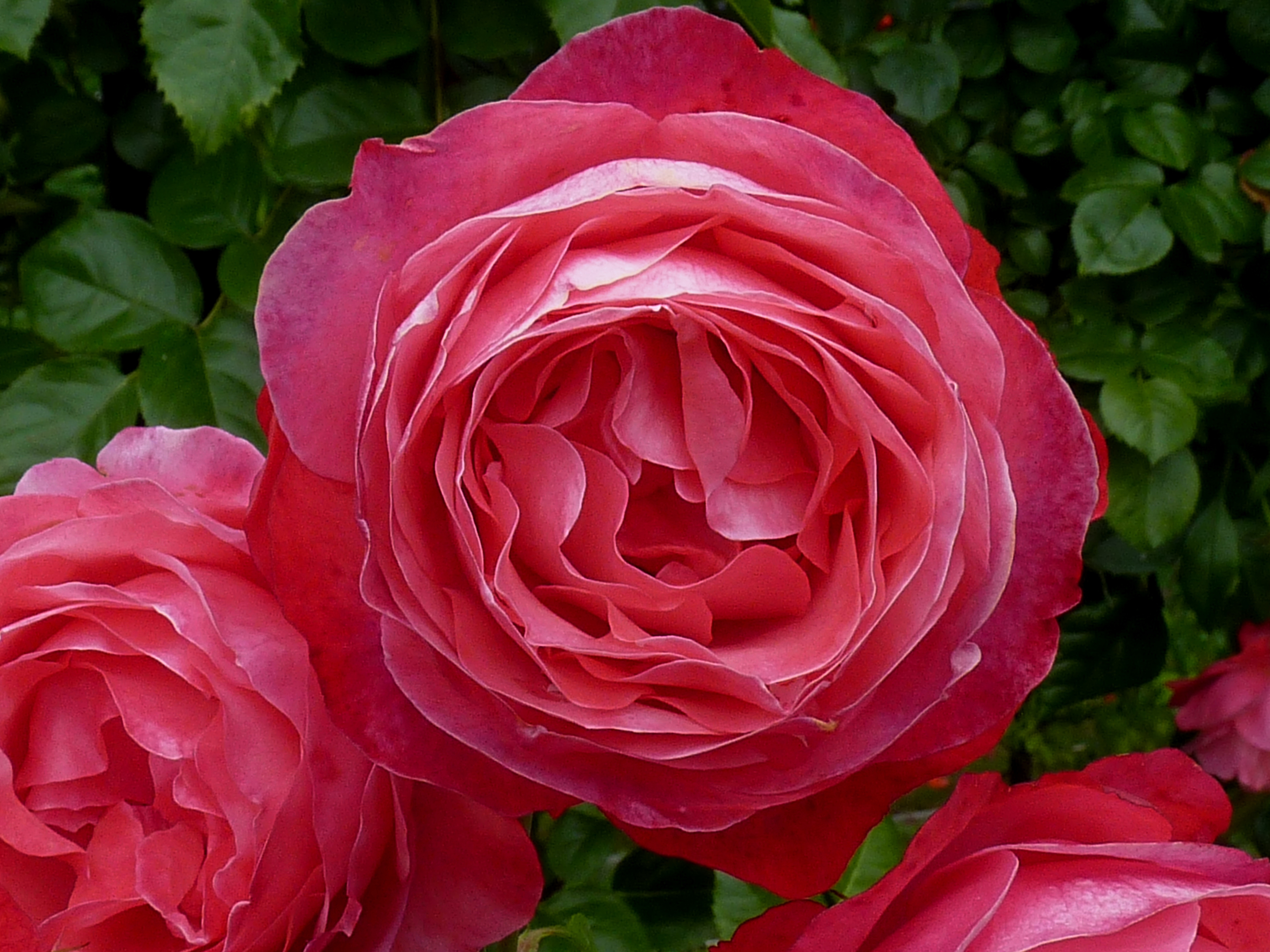 Rosa 'Rosanna' J1