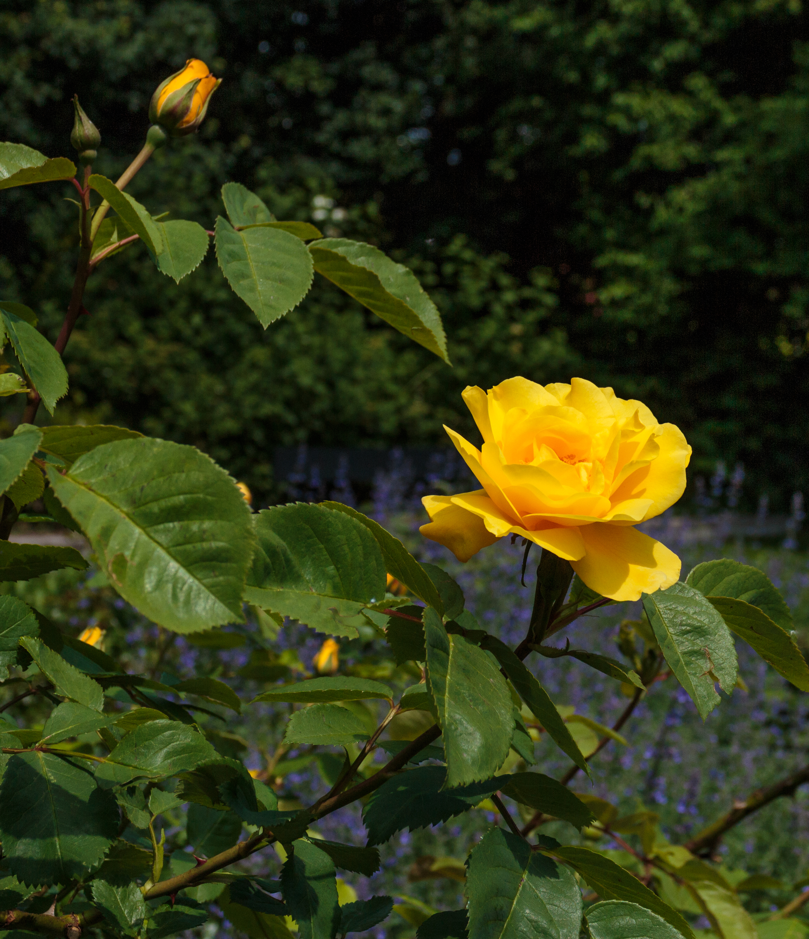 Rosa 'Rugelda'. Locatie, Tuinen Mien Ruys 01