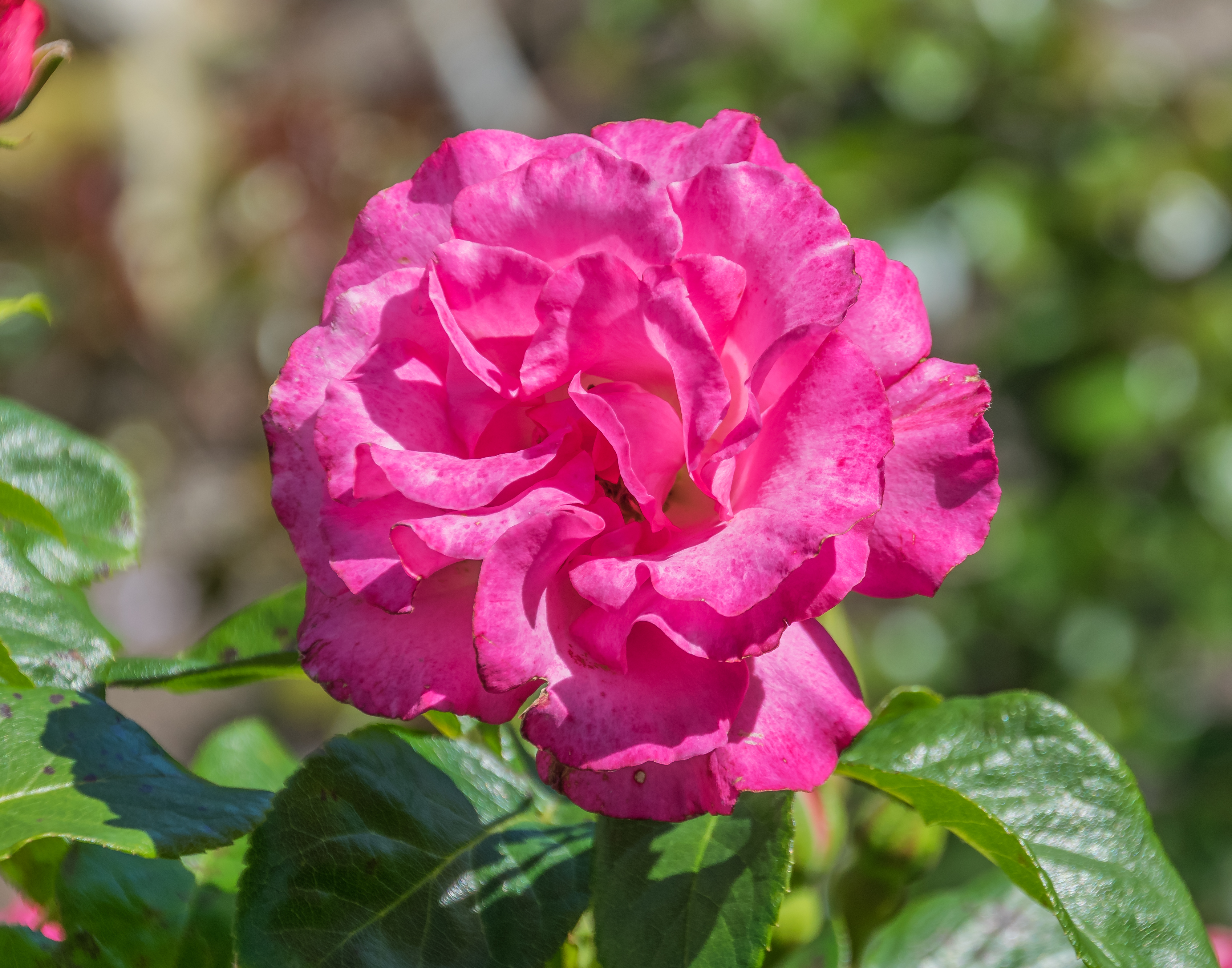 Rosa 'Sky Tower' in Dunedin Botanic Garden