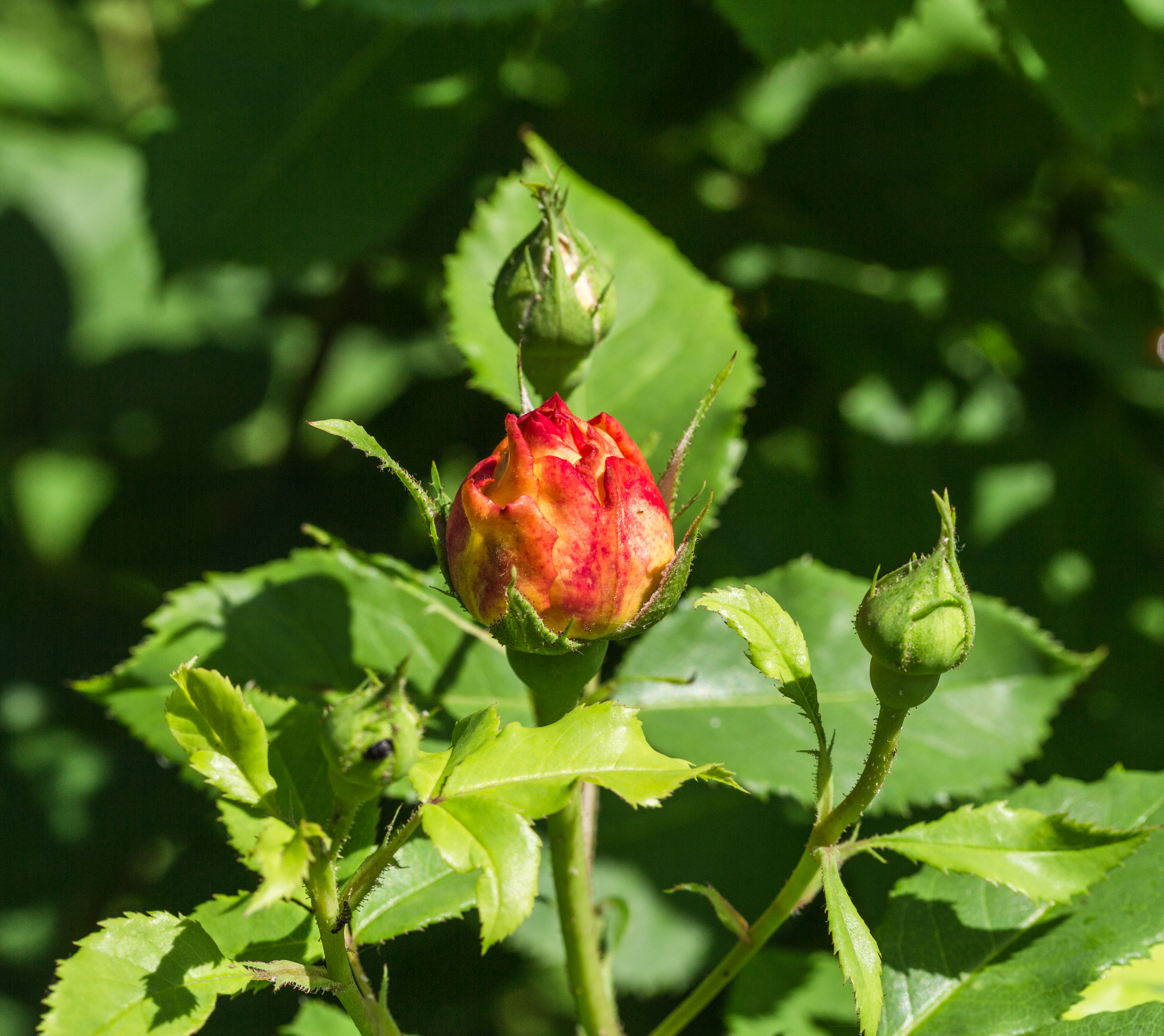 Rosa 'Sonnenwelt' (d.j.b)